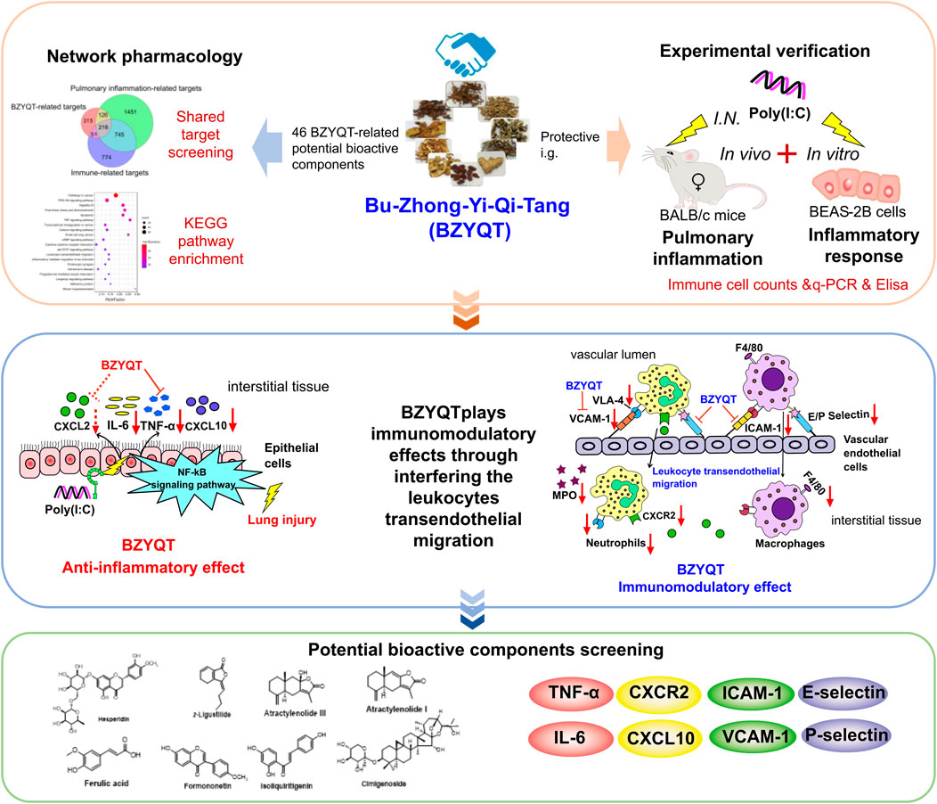 Frontiers Integrating Network Pharmacology And Experimental Verification To Decipher The Immunomodulatory Effect Of Bu Zhong Yi Qi Tang Against Poly I C Induced Pulmonary Inflammation