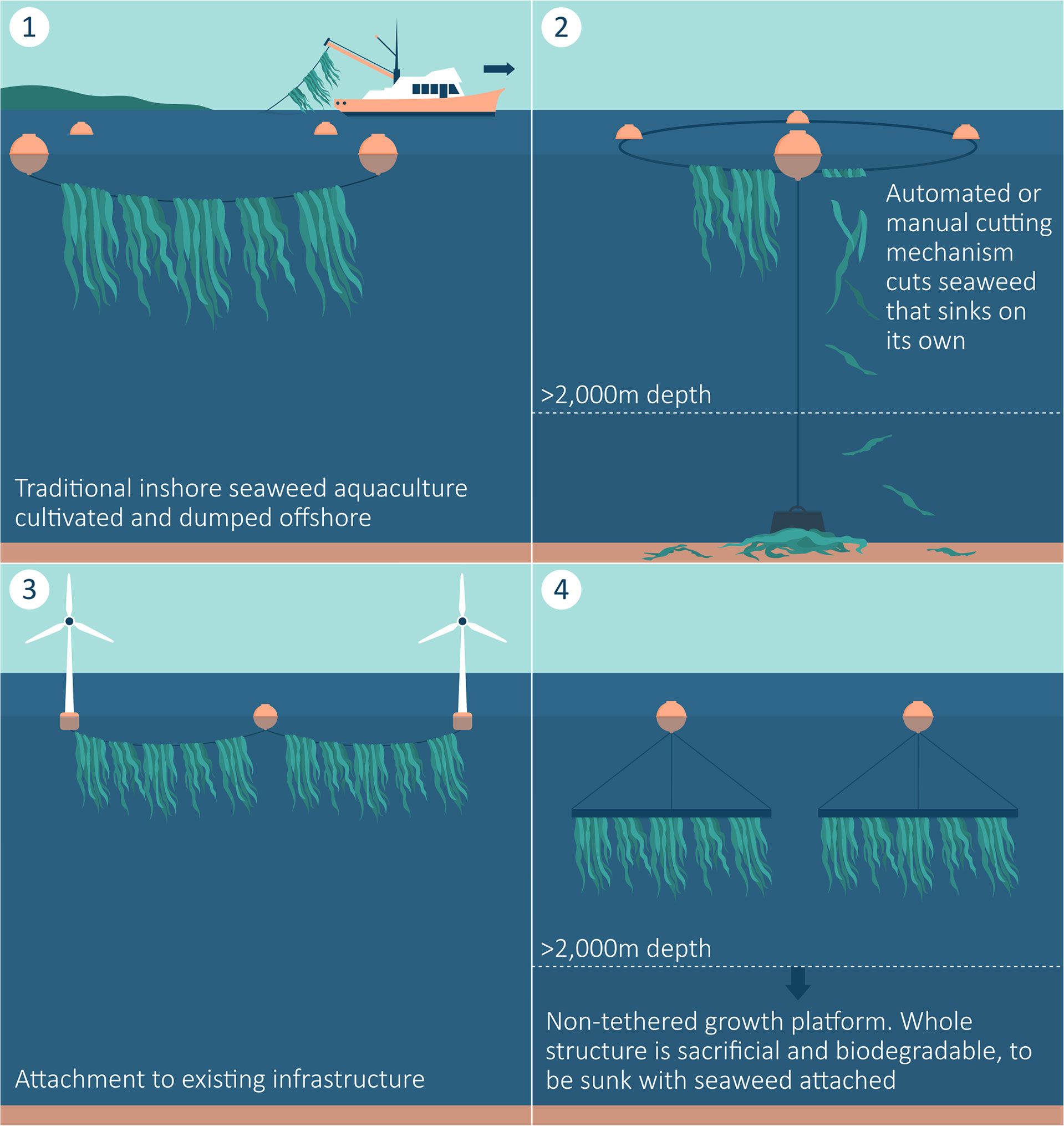 coralline algae structures attachment