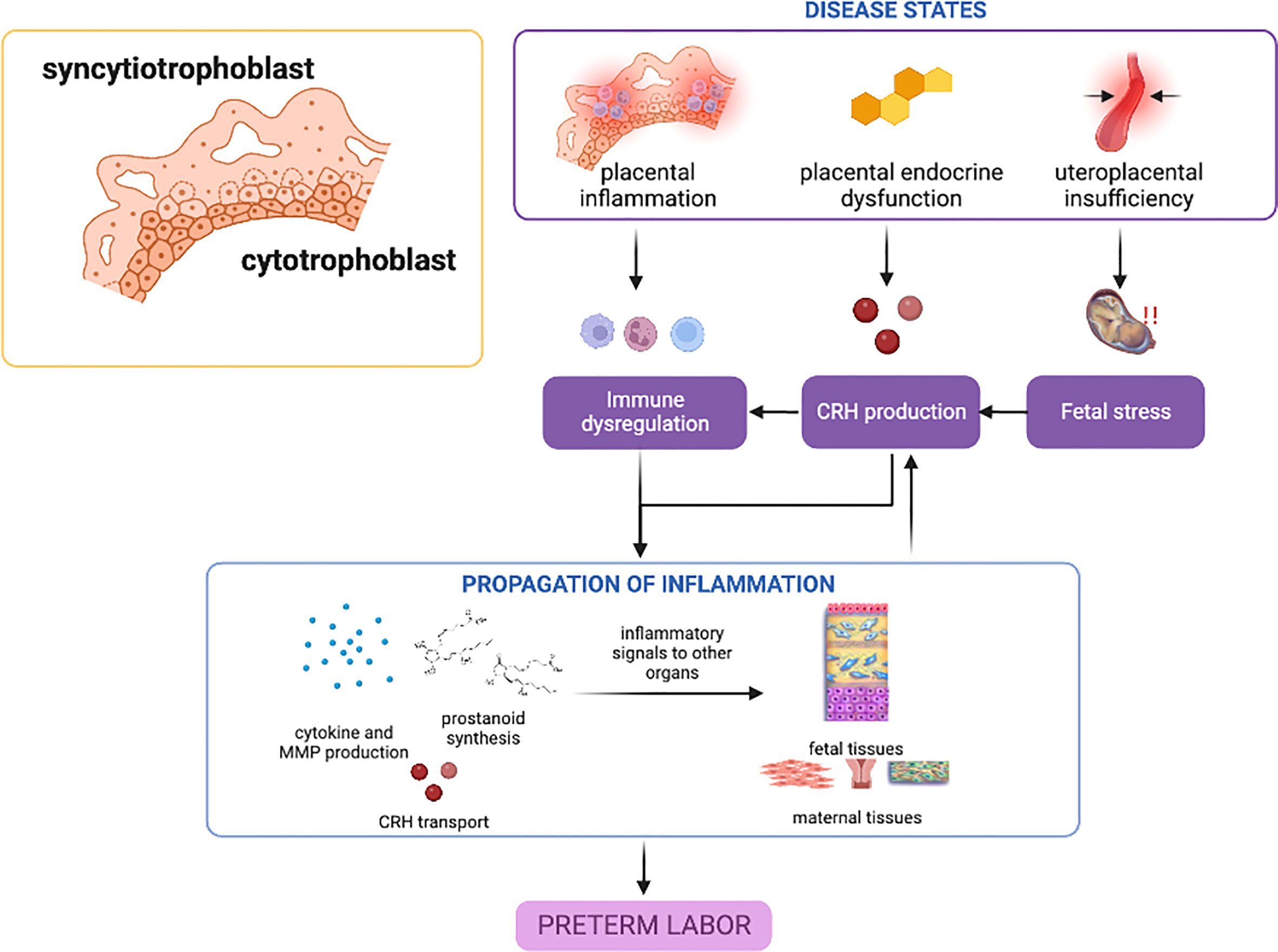 Frontiers  Spontaneous preterm birth: Involvement of multiple  feto-maternal tissues and organ systems, differing mechanisms, and pathways