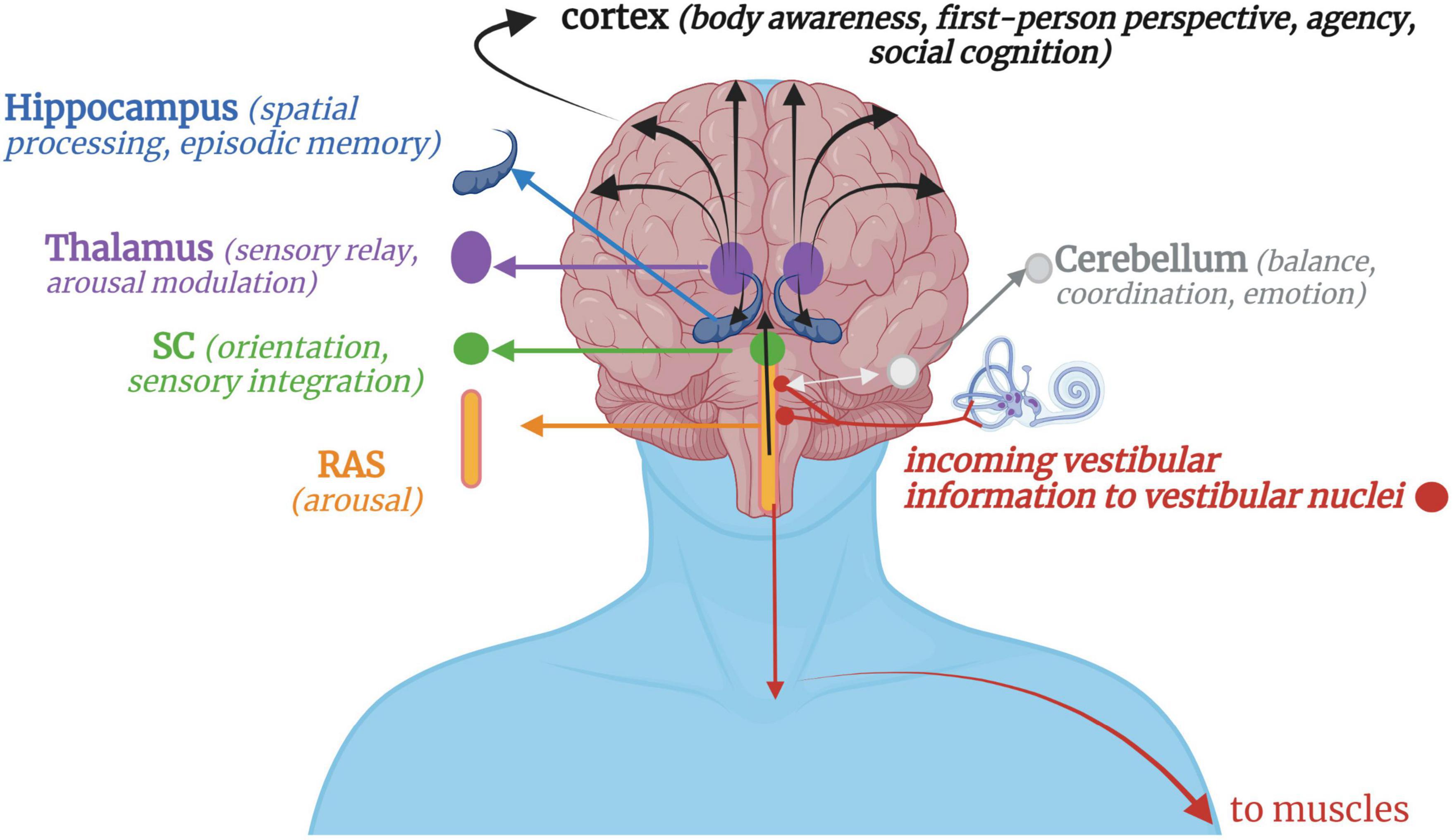 Frontiers  The brain-body disconnect: A somatic sensory basis for  trauma-related disorders