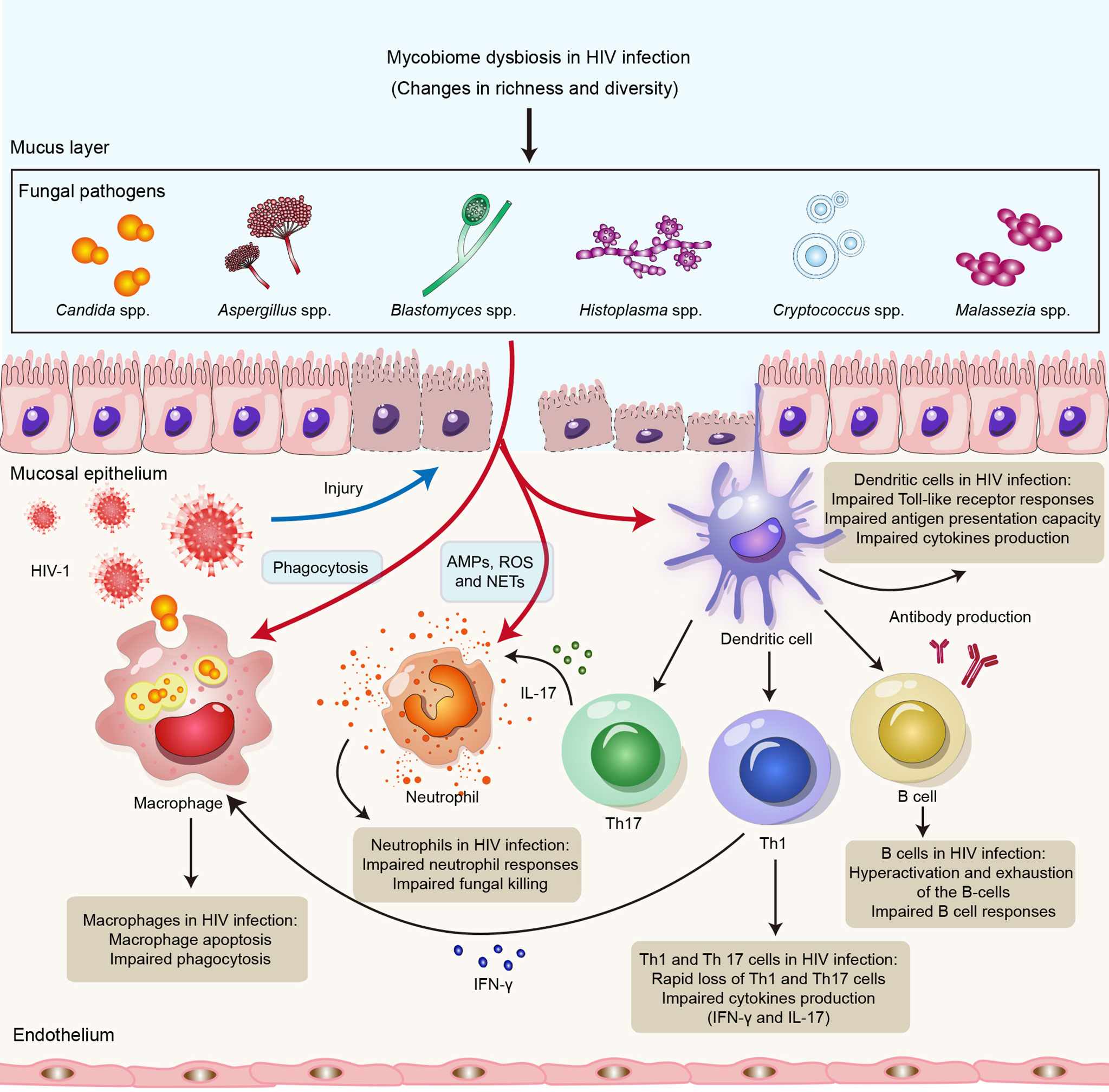Frontiers Neglected mycobiome in HIV infection Alterations, common fungal diseases and antifungal immunity pic picture