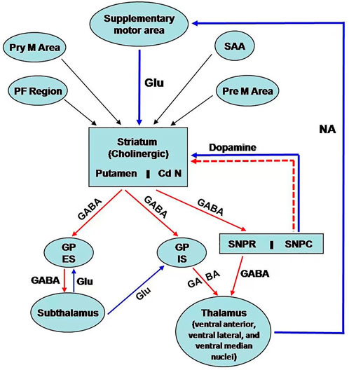 frontiers-the-neuroprotective-effects-of-fisetin-a-natural-flavonoid