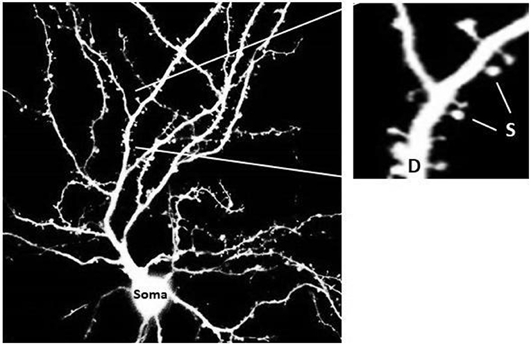 图1 -神经元的结构。