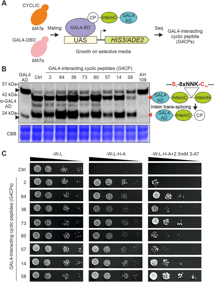 Frontiers | The with modulation of by yeast GAL4 peptide the metabolism activity G4CP2 transcriptional galactose cyclic interfering in enables