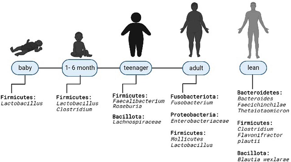 gut microbiota and obesity