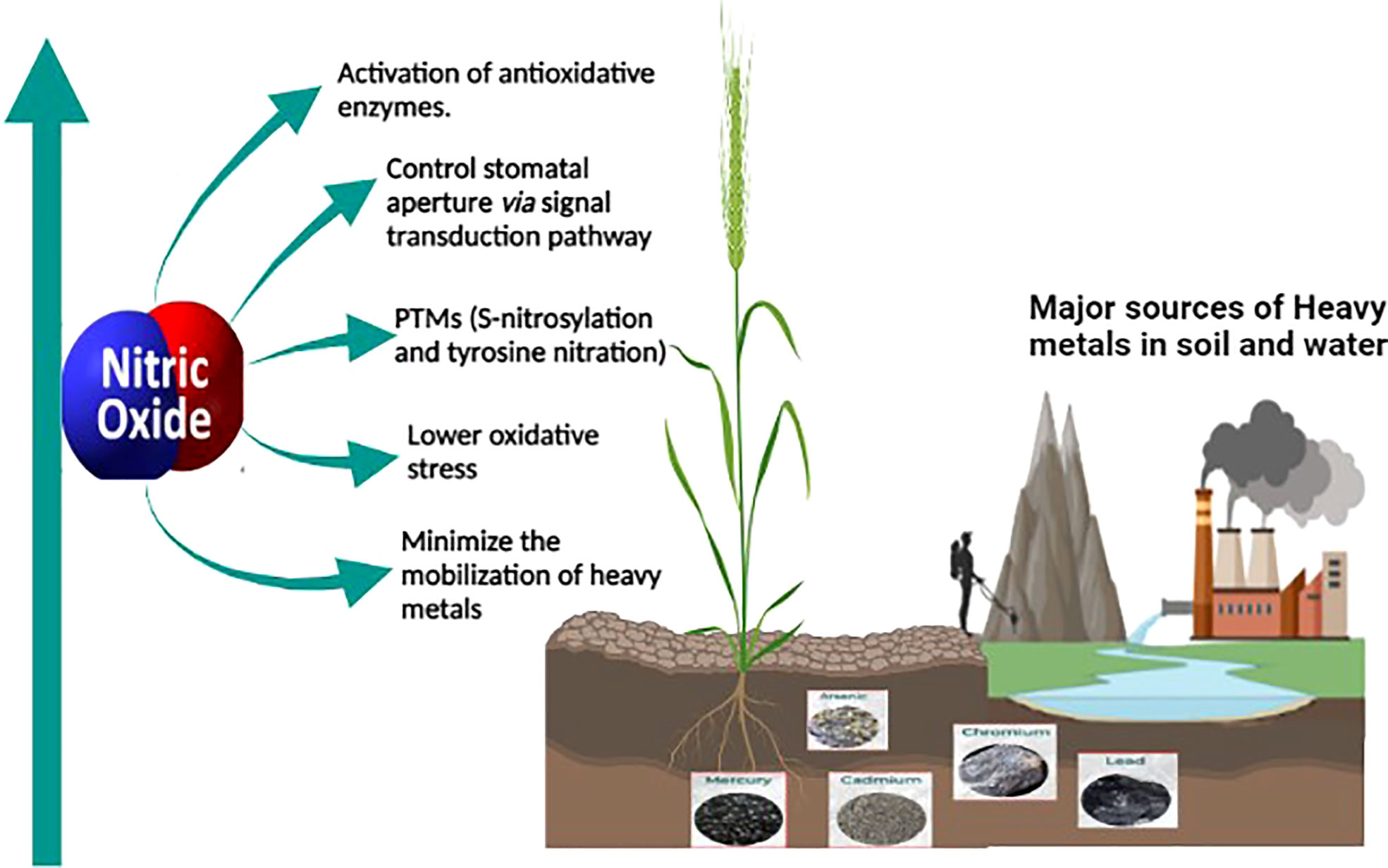 frontiers-heavy-metal-toxicity-in-plants-and-the-potential-no