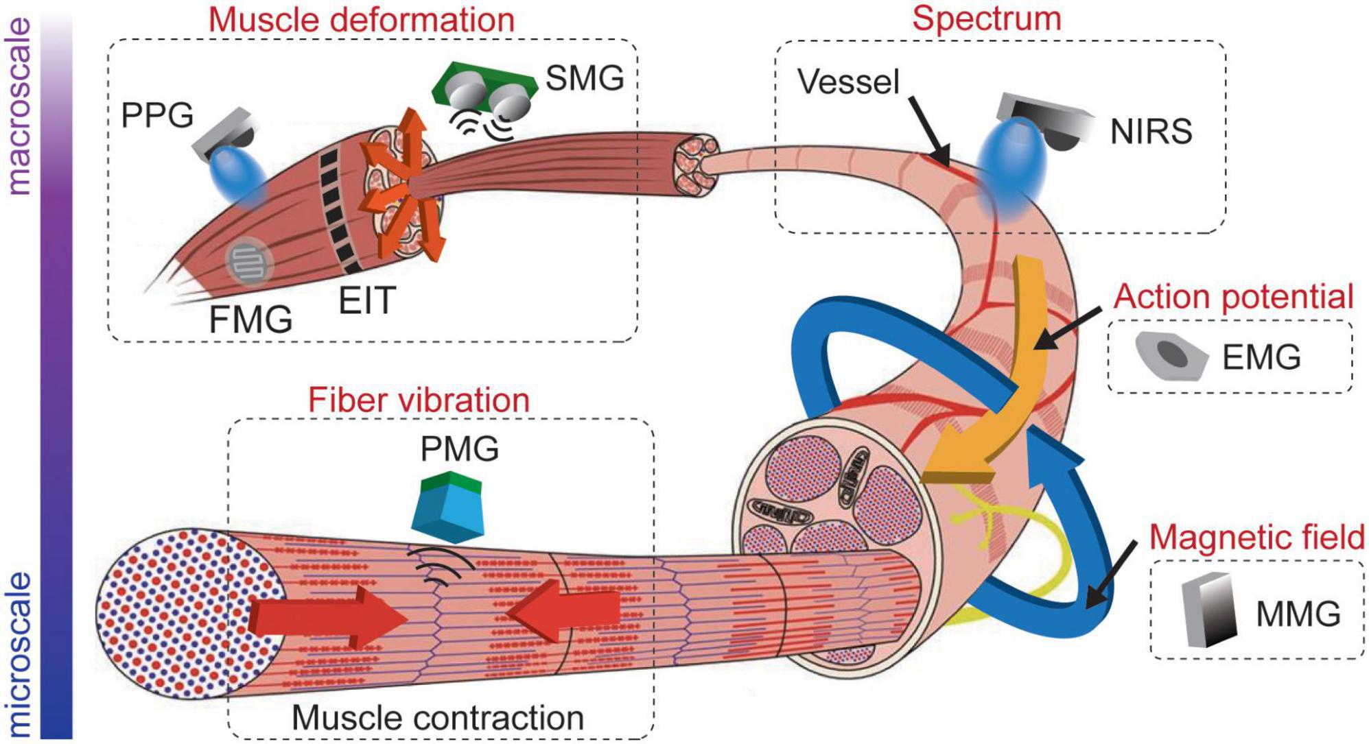 Muscles Alive: Their Functions Revealed by Electromyography by John V.  Basmajian
