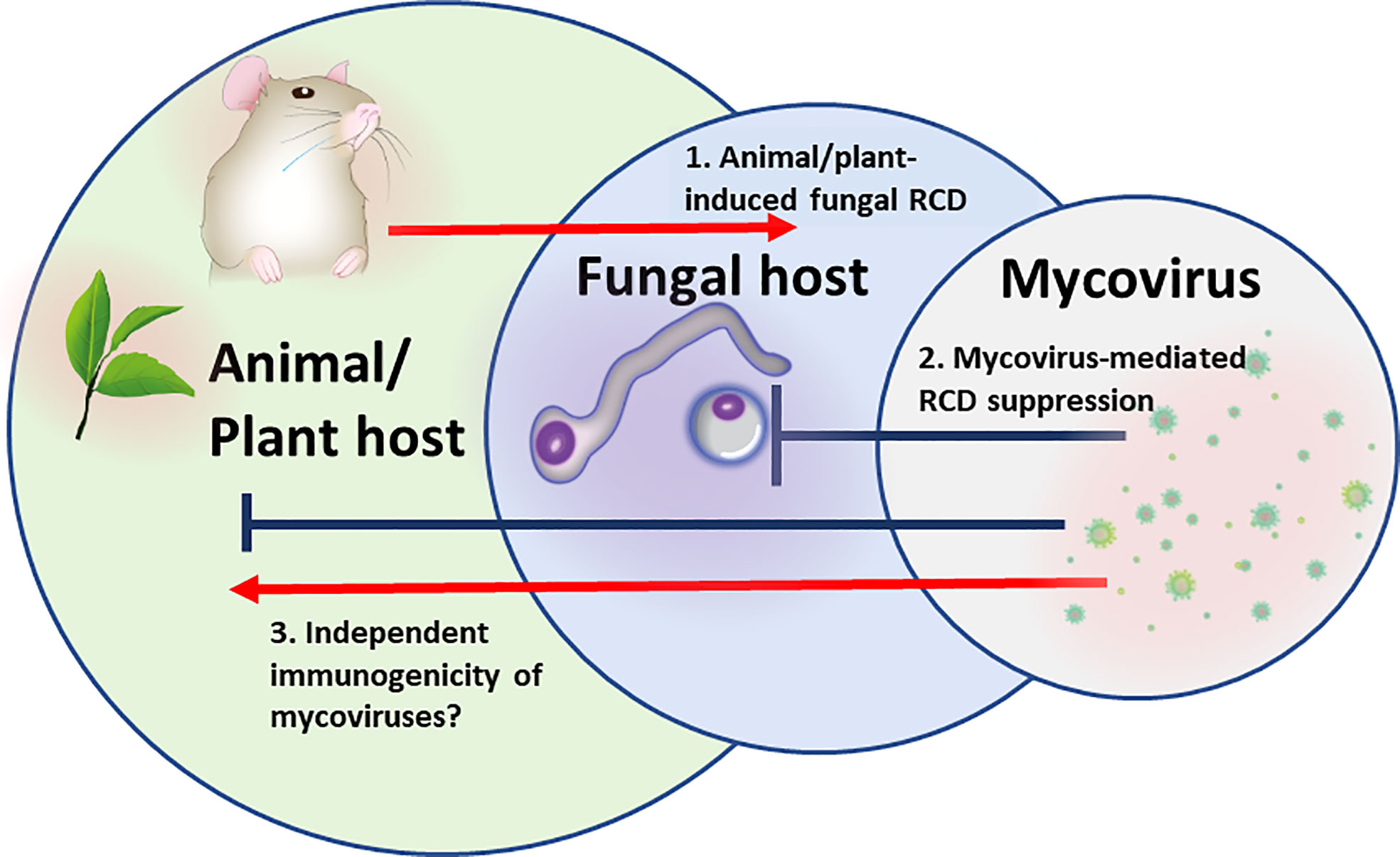 Experimental verification of strain-dependent relationship between  mycovirus and its fungal host - ScienceDirect