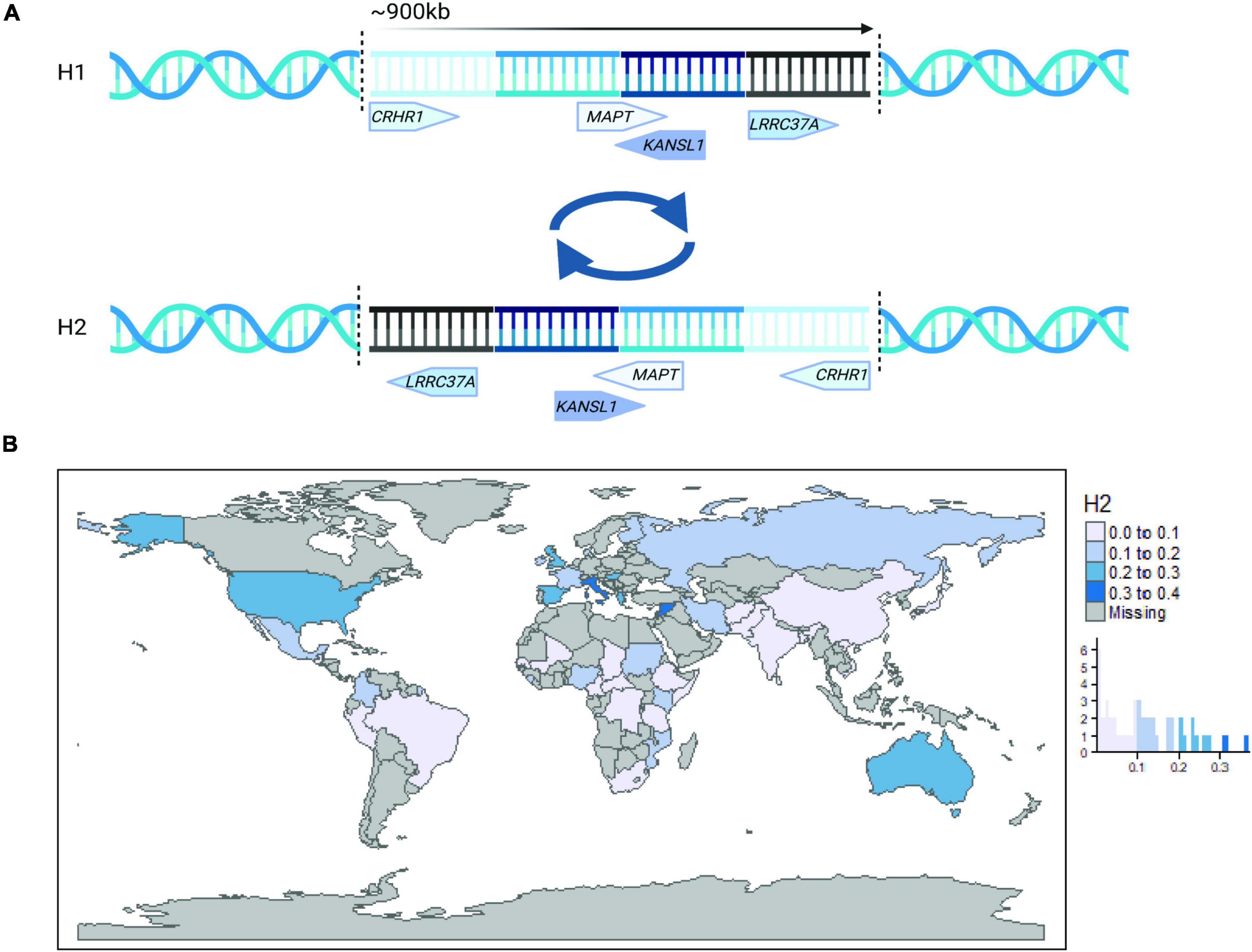 Frontiers | The influence of 17q21.31 and APOE genetic ancestry on