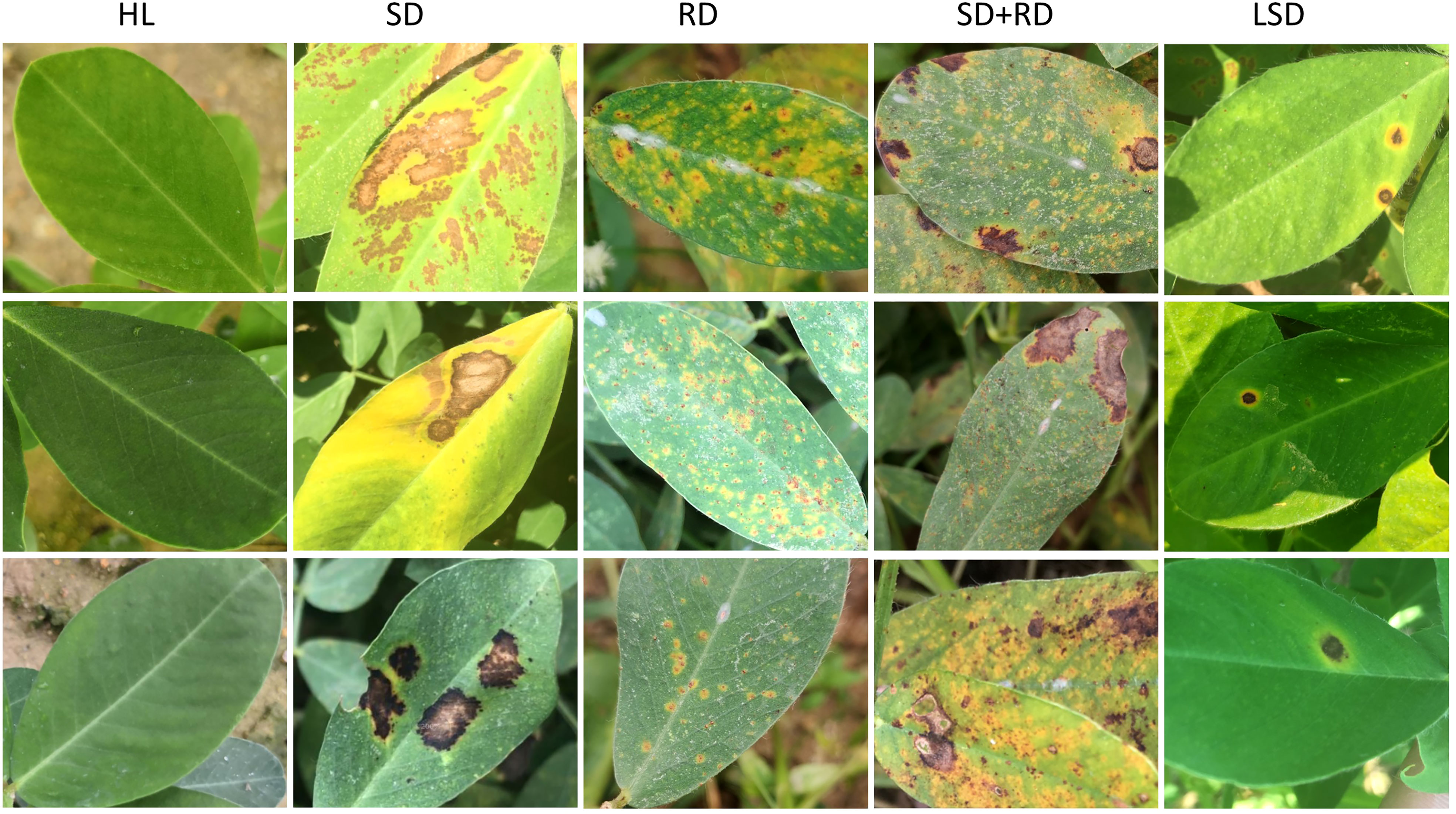 Frontiers Identification Of Plant Leaf Diseases By Deep Learning 