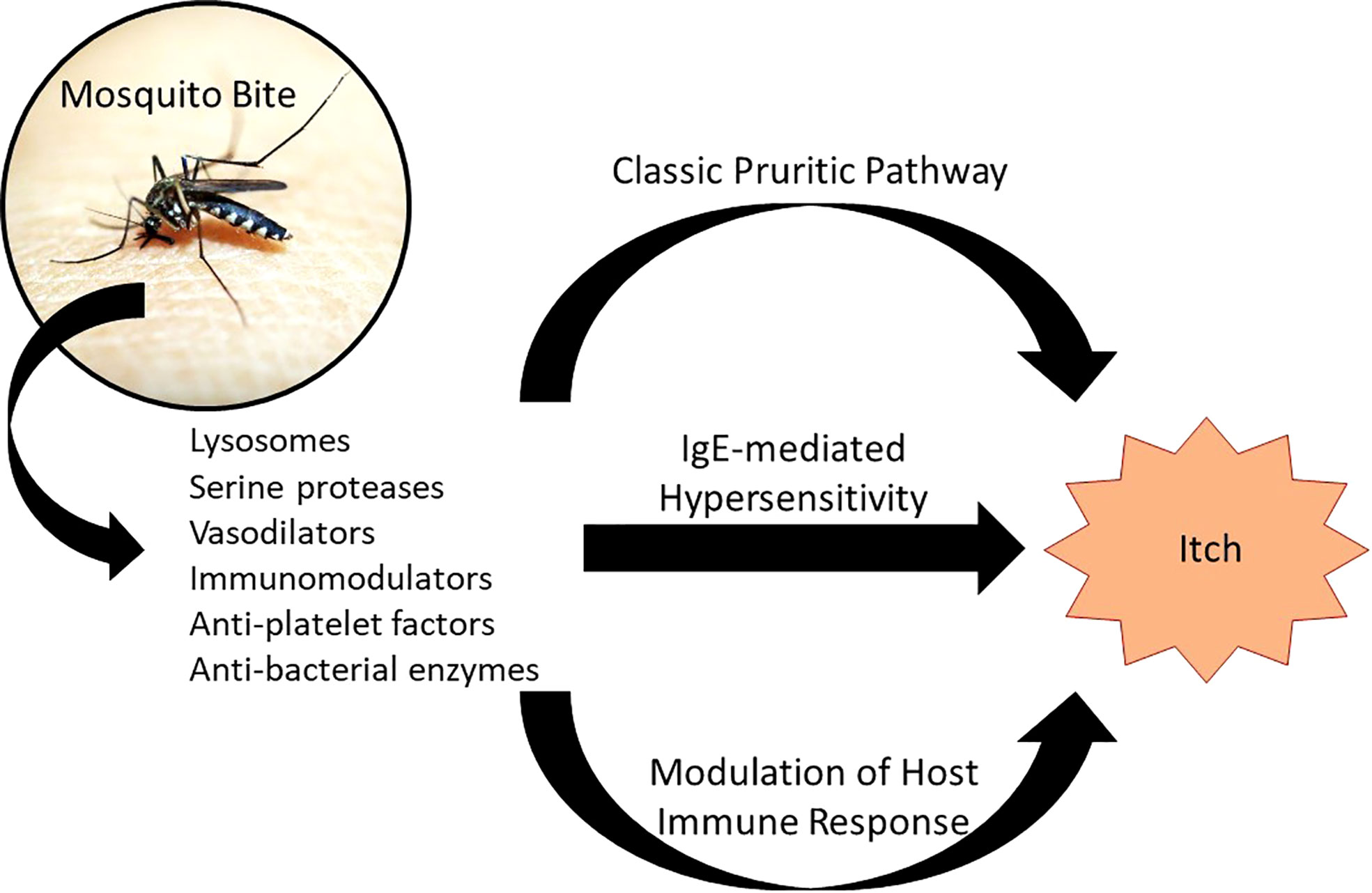 Frontiers  Update on mosquito bite reaction: Itch and hypersensitivity,  pathophysiology, prevention, and treatment