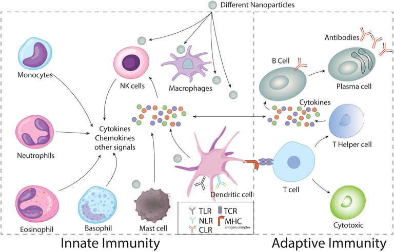 Frontiers | Emerging applications of nanotechnology in context to ...