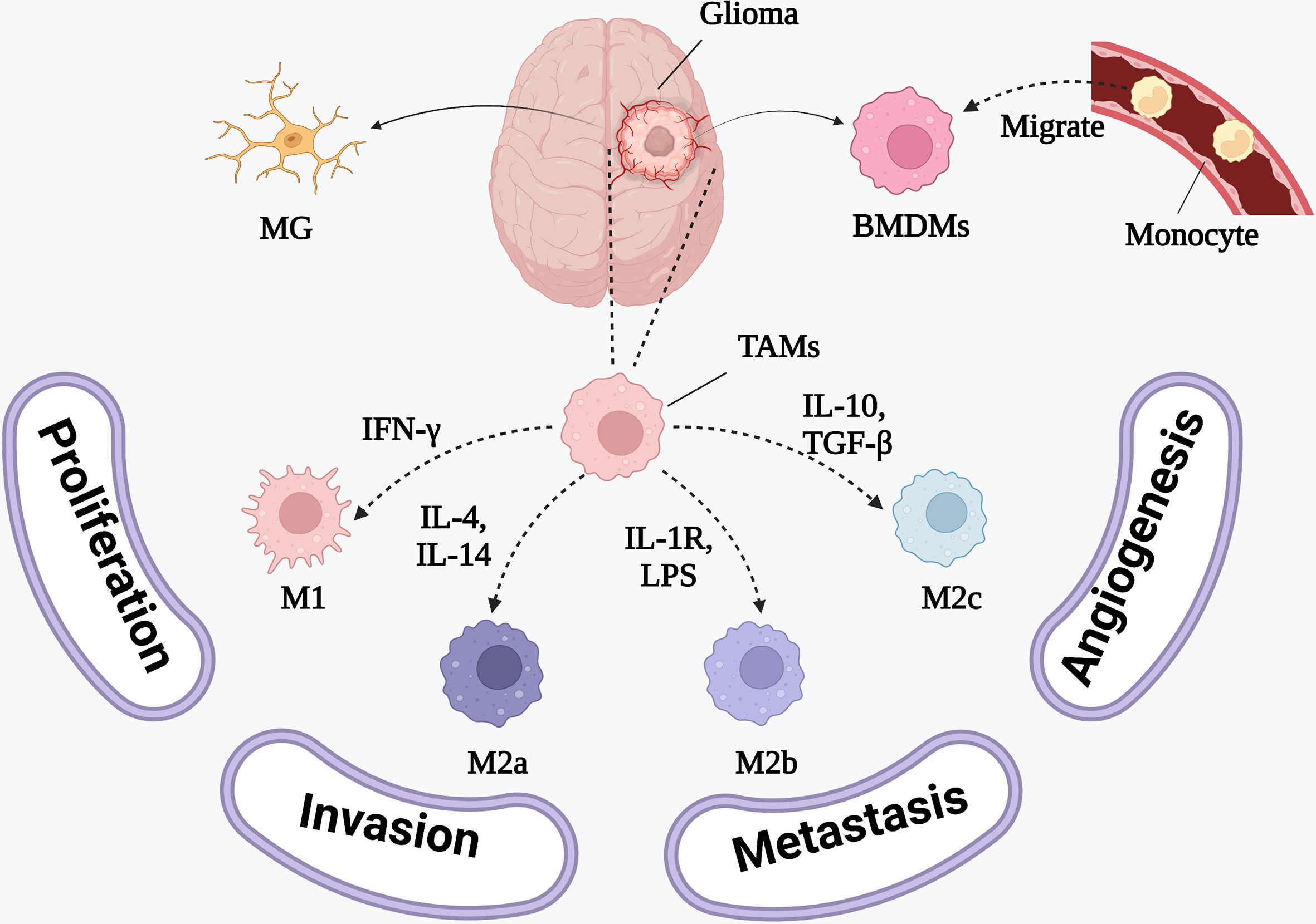 Frontiers Targeting Tumor Associated Macrophages For The Immunotherapy Of Glioblastoma