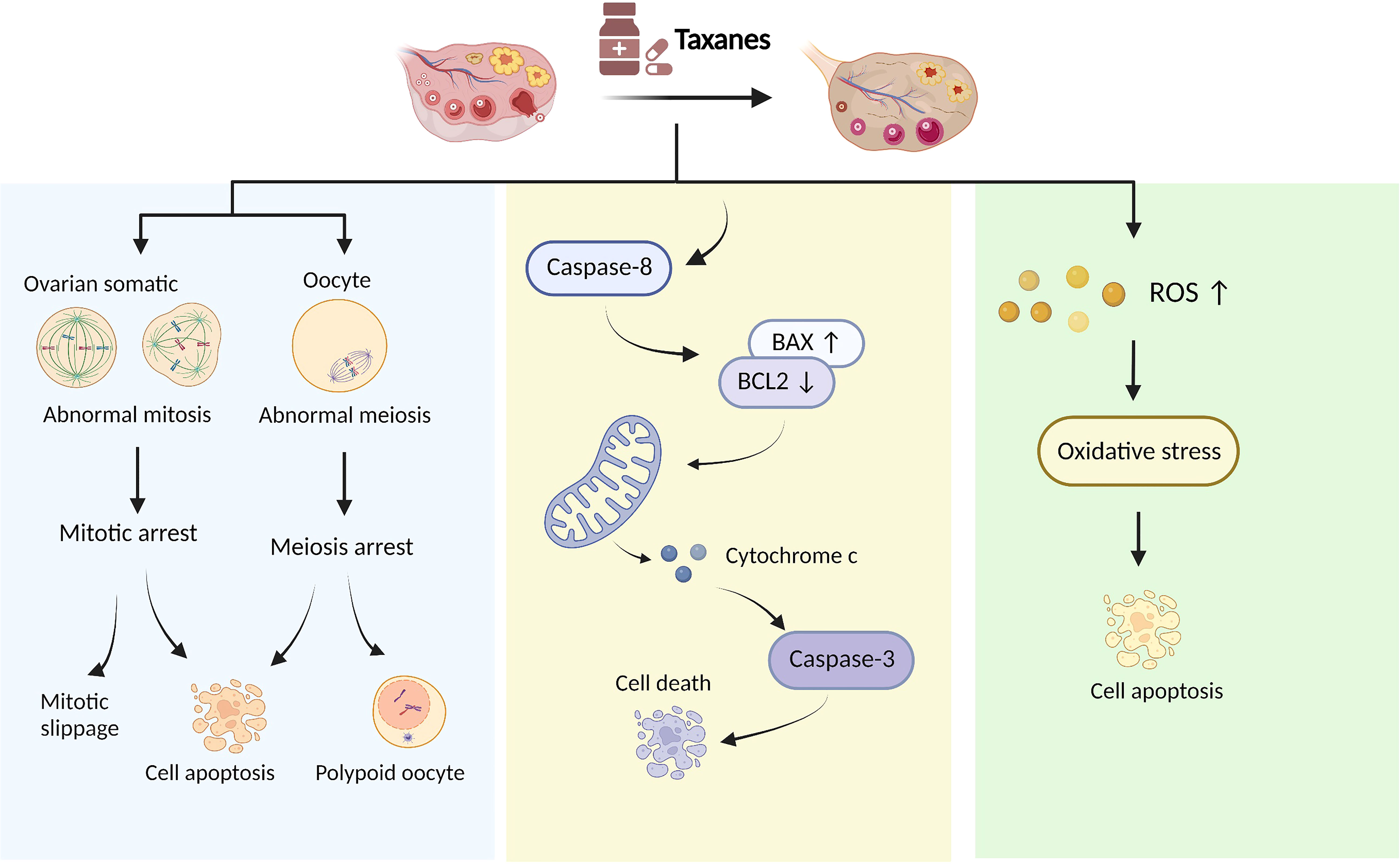 Frontiers | The effects and mechanism of taxanes on chemotherapy