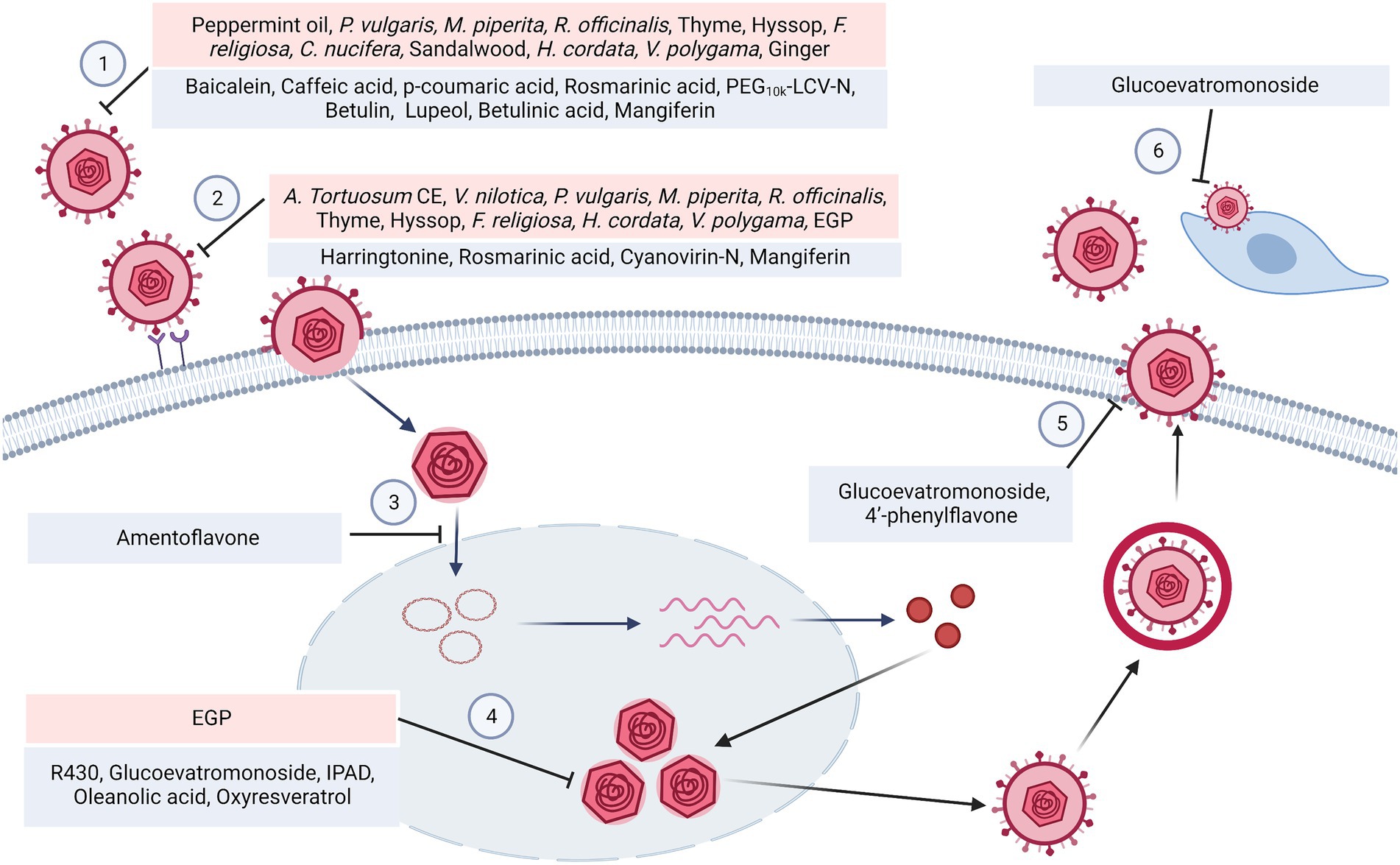 Frontiers Medicinal Plants And Natural Compounds Against Acyclovir 