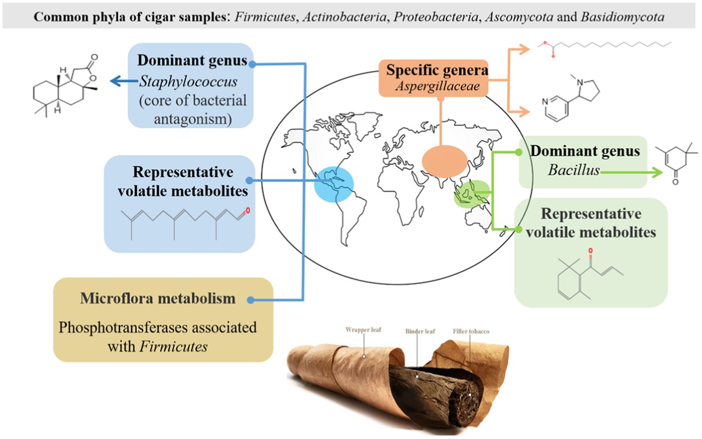 Frontiers  Phyllosphere microbial community of cigar tobacco and its  corresponding metabolites