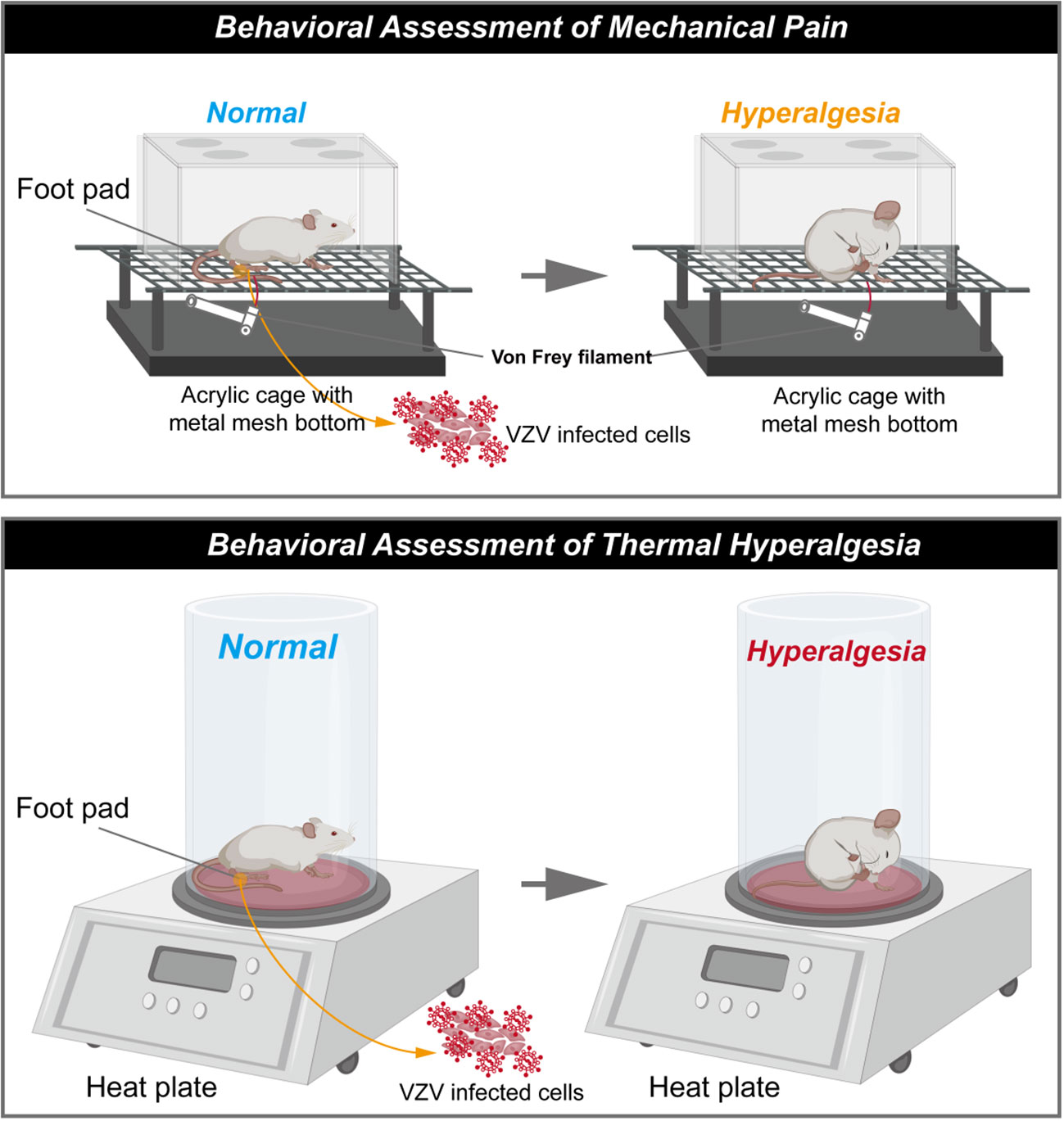 Hot/Cold Plate - Screening of Thermal Hyperalgesia/Allodynia
