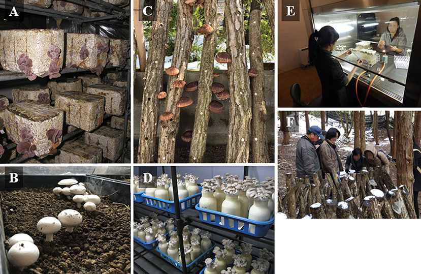Polyfill Fiber: Optimal Gas Exchange Solution for Mushroom Cultivation