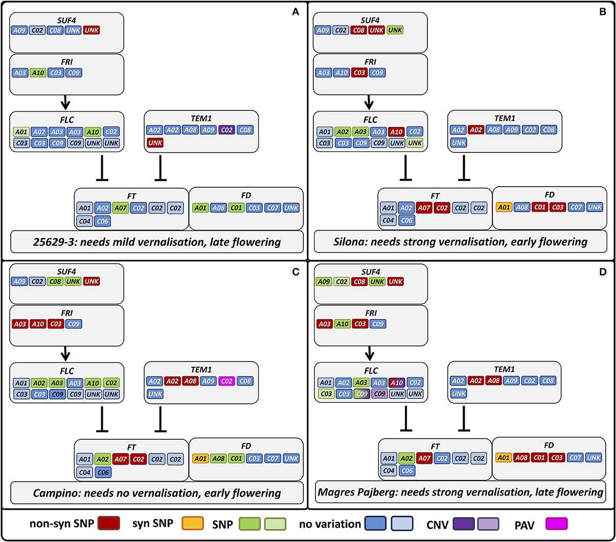 Frontiers | Capturing sequence variation among flowering-time ...