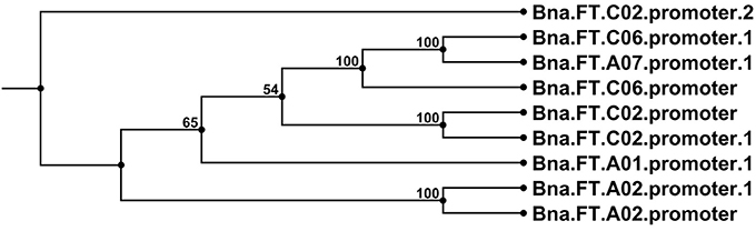 Frontiers | Capturing sequence variation among flowering-time ...