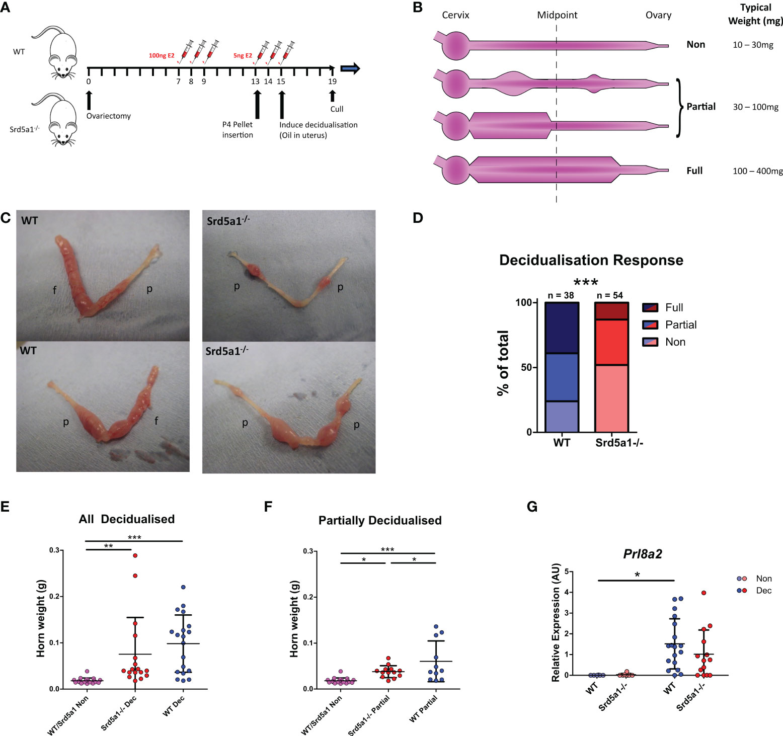 Frontiers A Role For Steroid 5 Alpha Reductase 1 In Vascular Remodeling During Endometrial