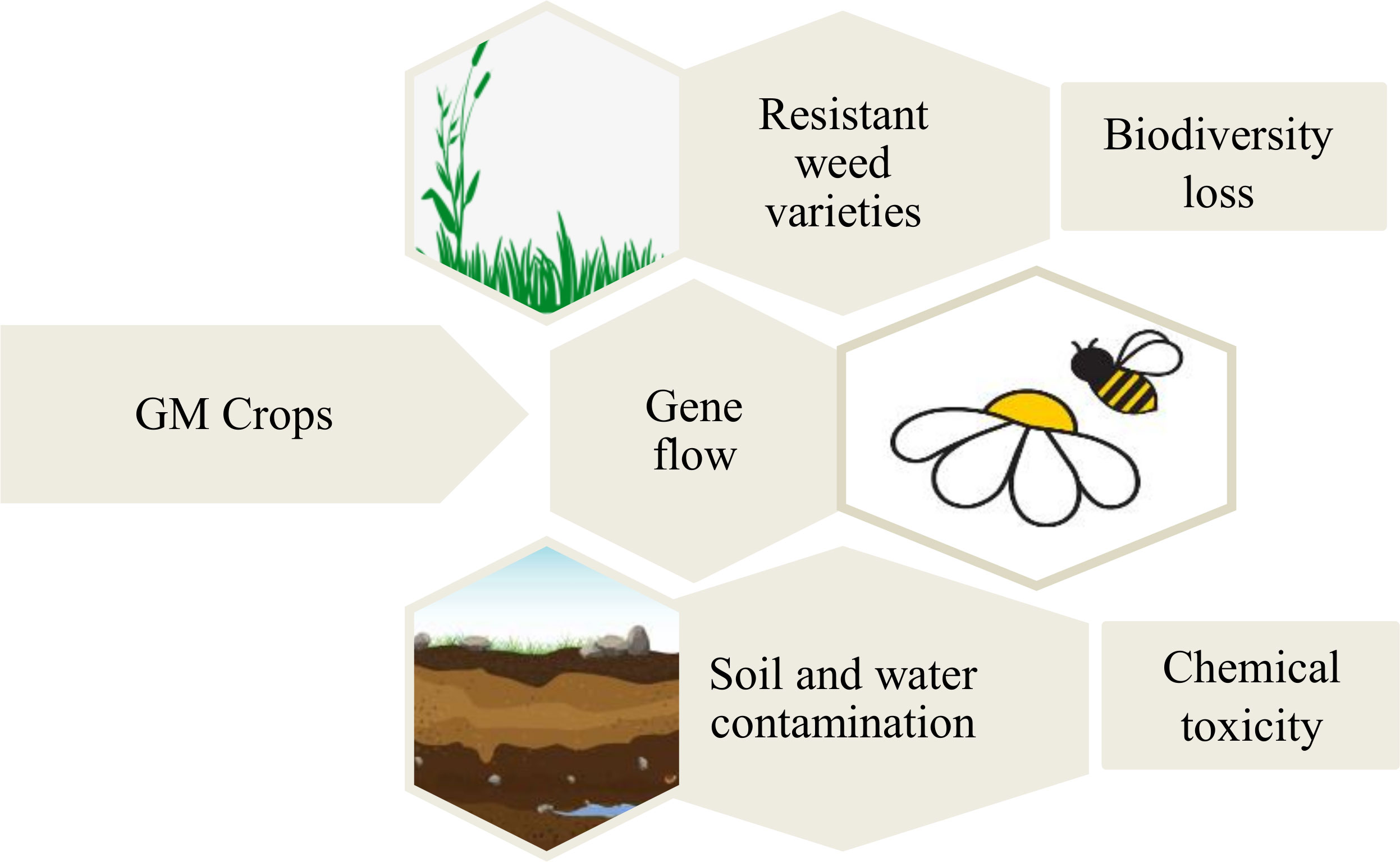 Frontiers  Genetically engineered crops for sustainably enhanced food  production systems