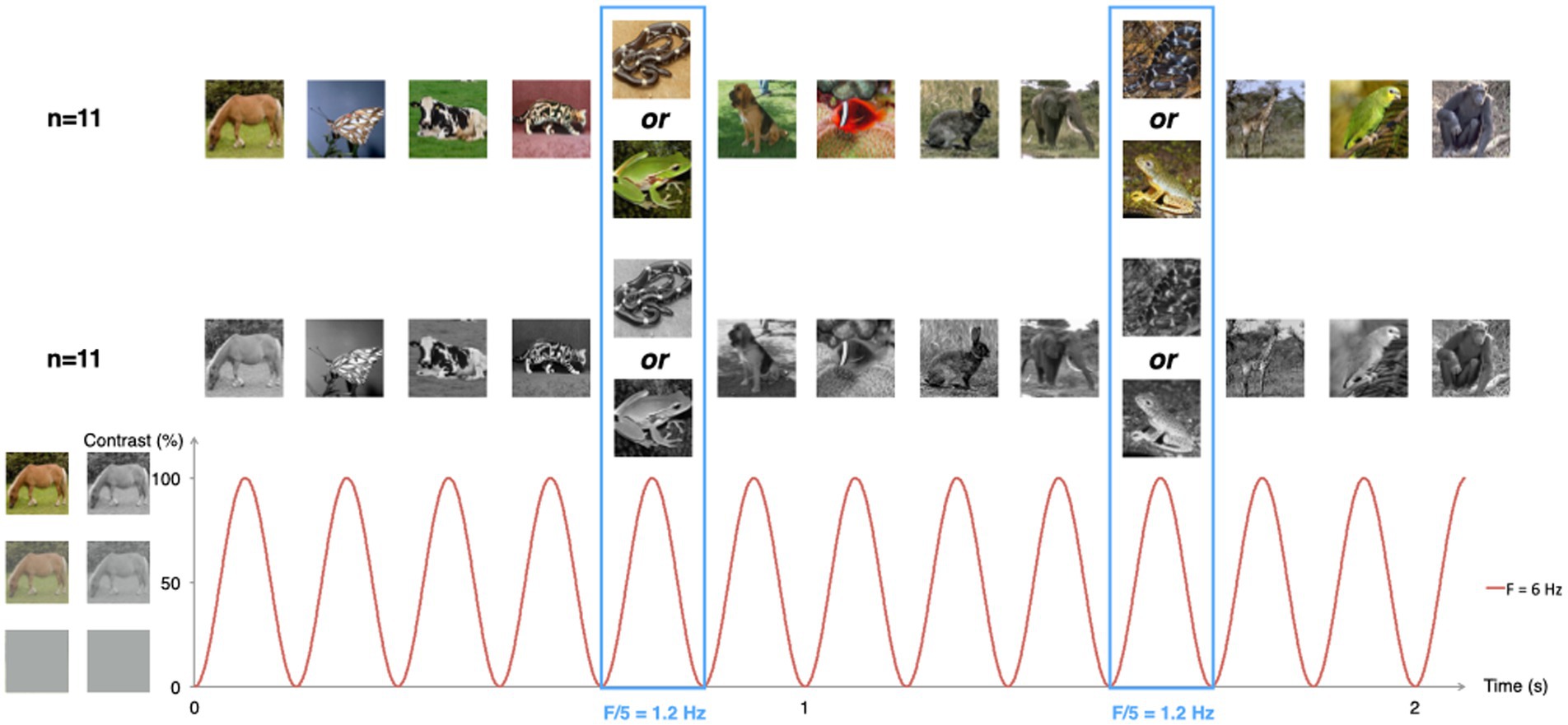 Snake scales, partial exposure, and the Snake Detection Theory: A human  event-related potentials study