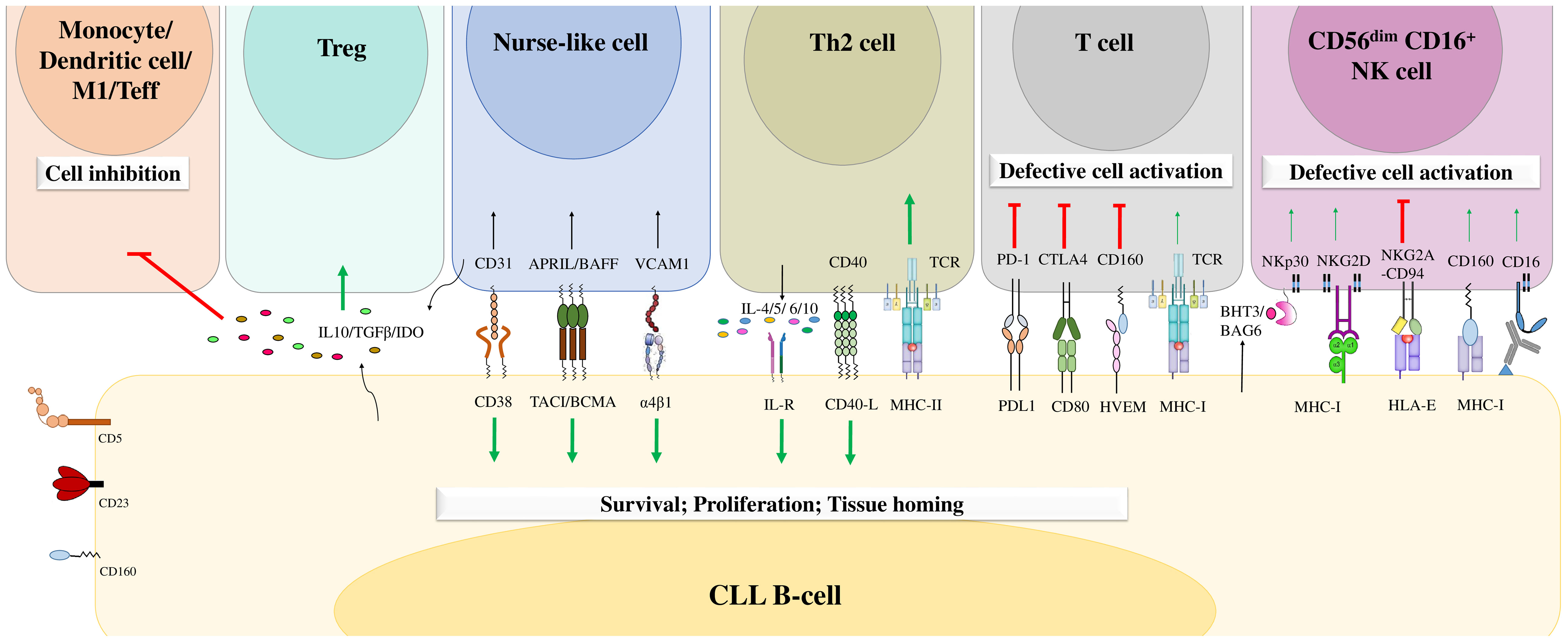 Frontiers | CD160 receptor in CLL: Current state and future avenues