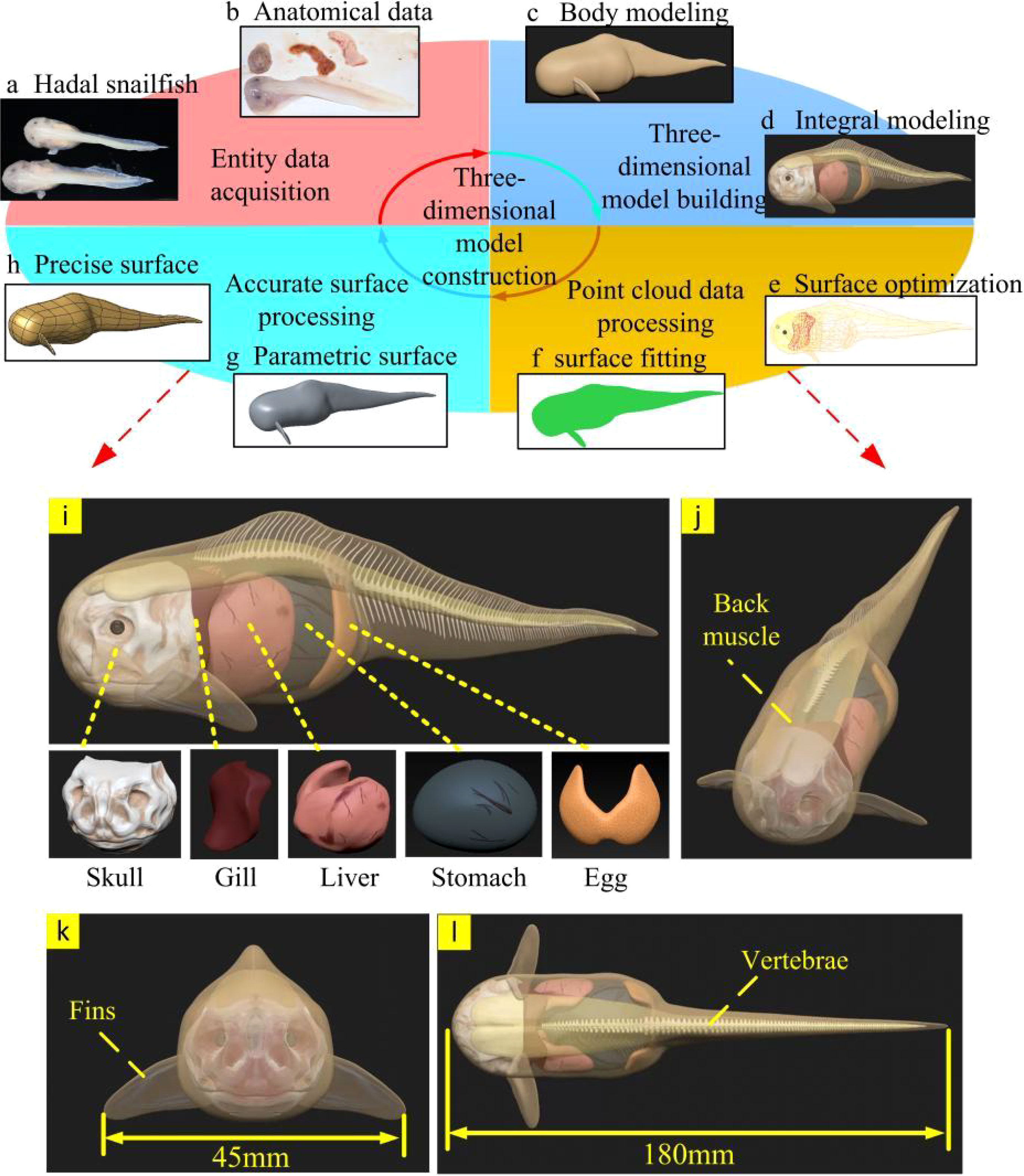 Deep sea snailfish has soft bones and open skull to cope with crushing  pressure, study finds, The Independent