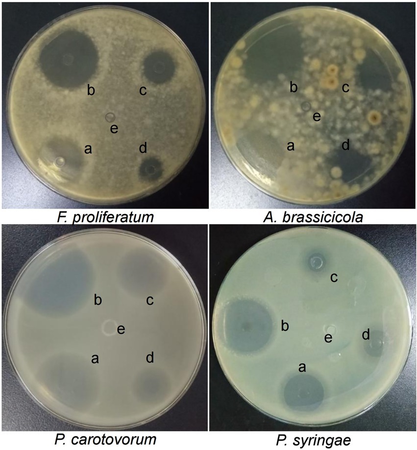 Nutrient Broth (NB) Nutrient Agar (NA) Culture Medium Microbiology  Dehydrated - China Nutrient Broth and Nutrient Agar