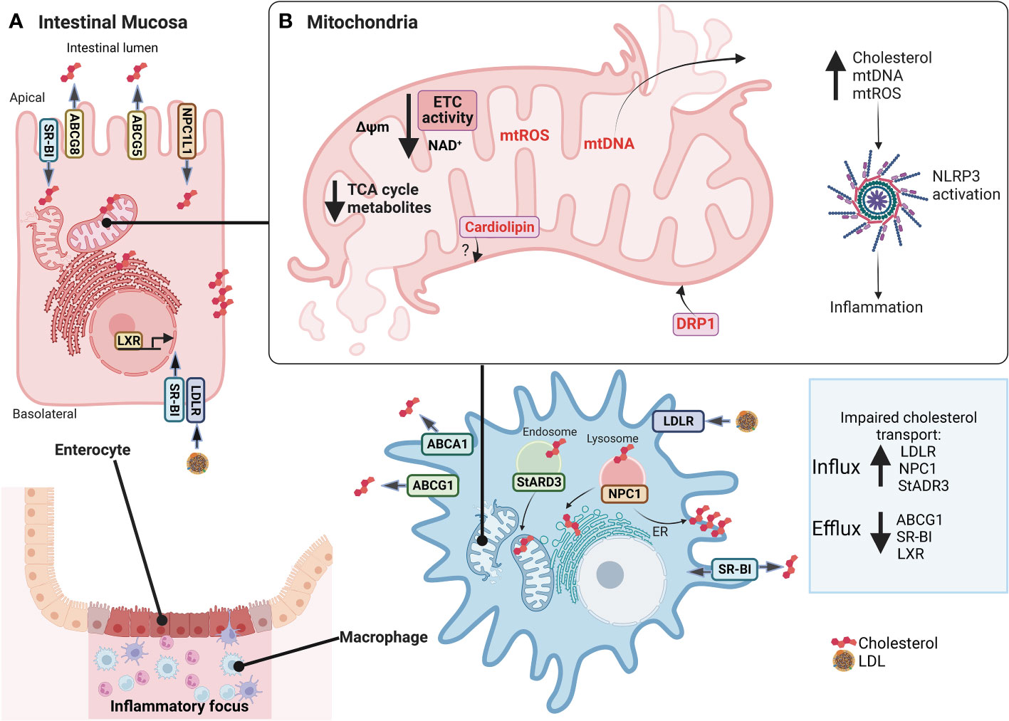 Frontiers | The Role Of Cholesterol And Mitochondrial Bioenergetics In ...