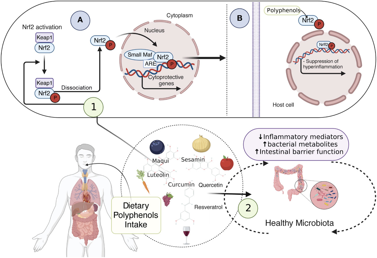 Frontiers | The role of cholesterol and mitochondrial bioenergetics in ...