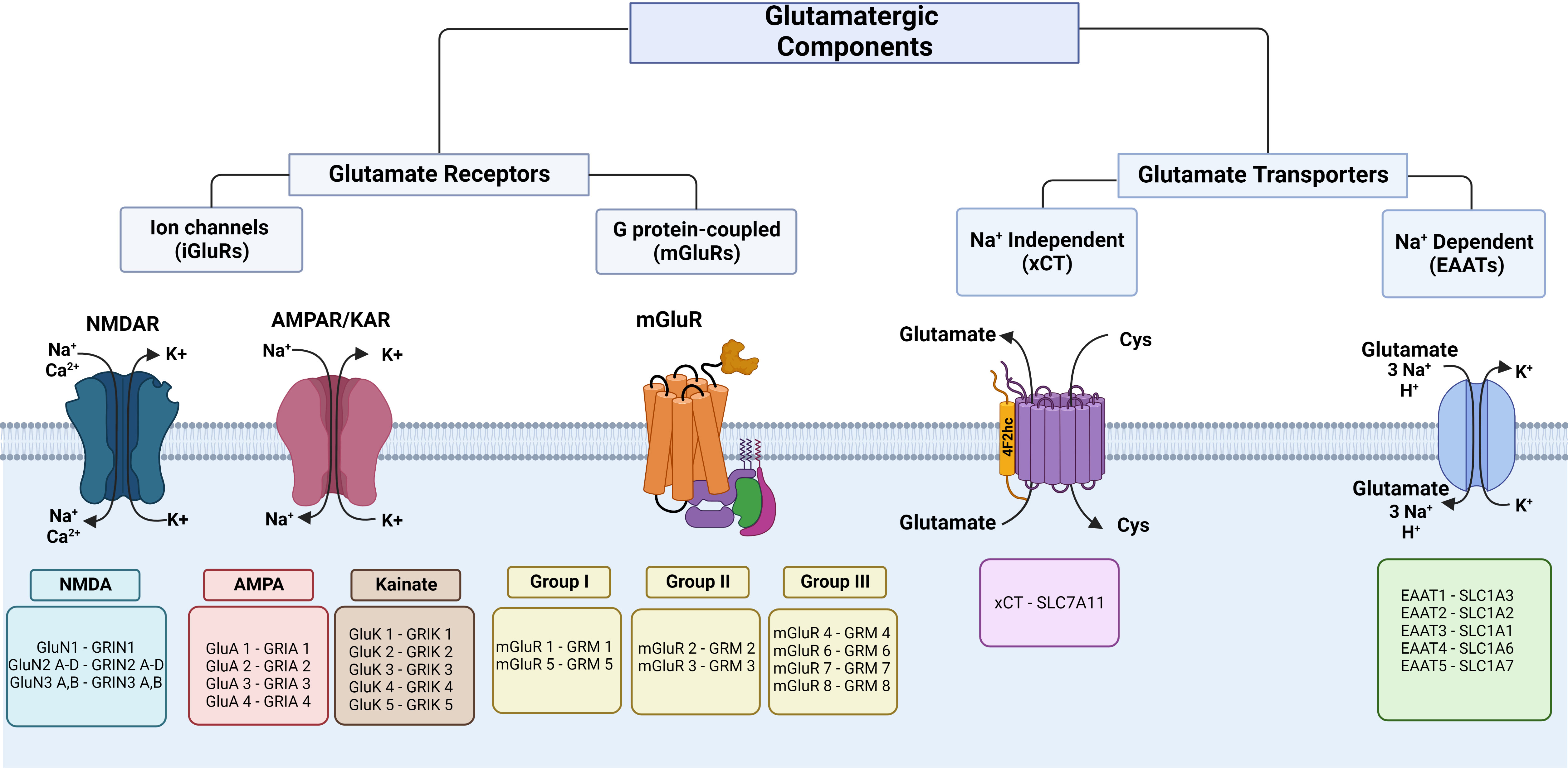 Glutamate - an overview