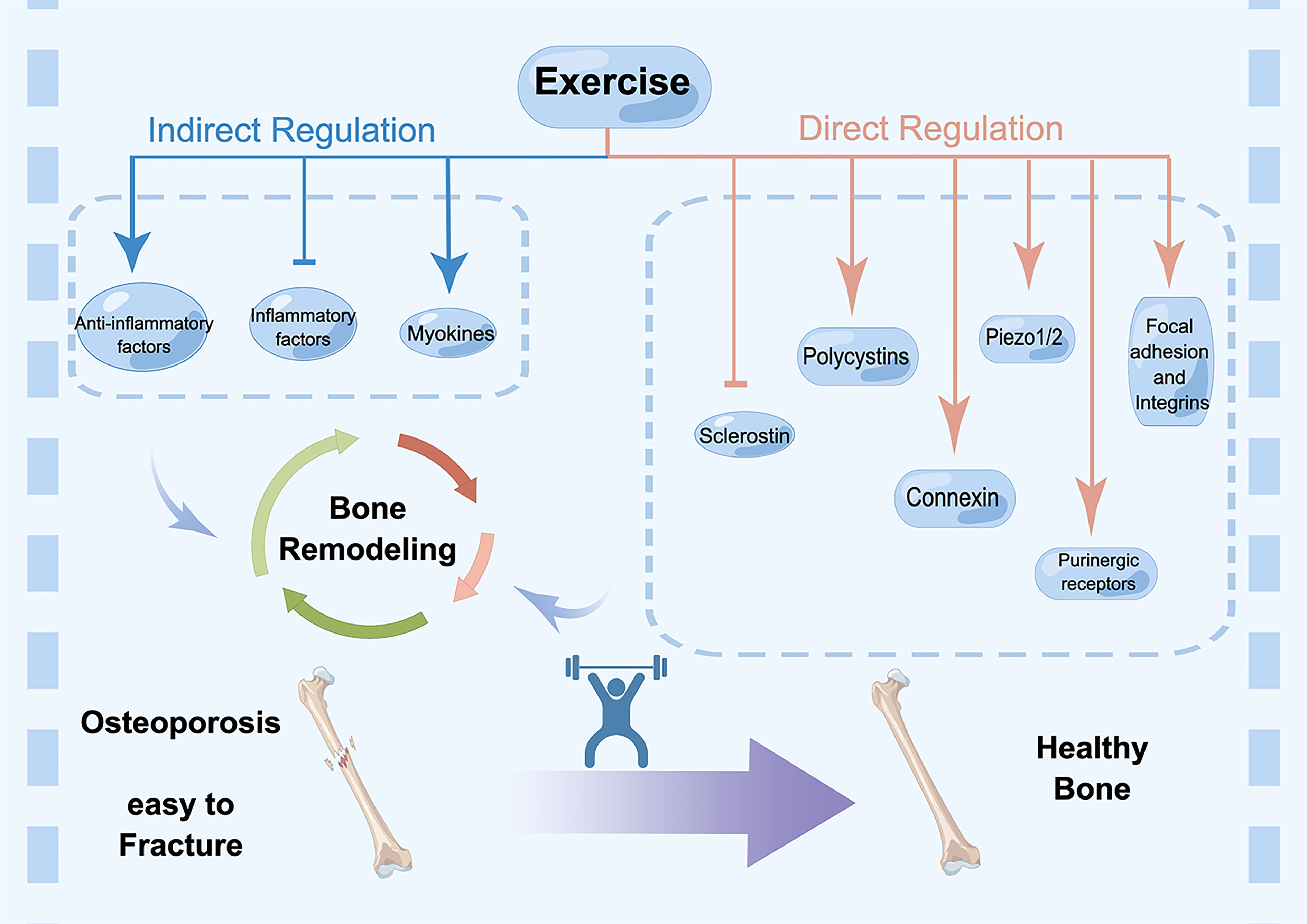 Bone health management for athletes