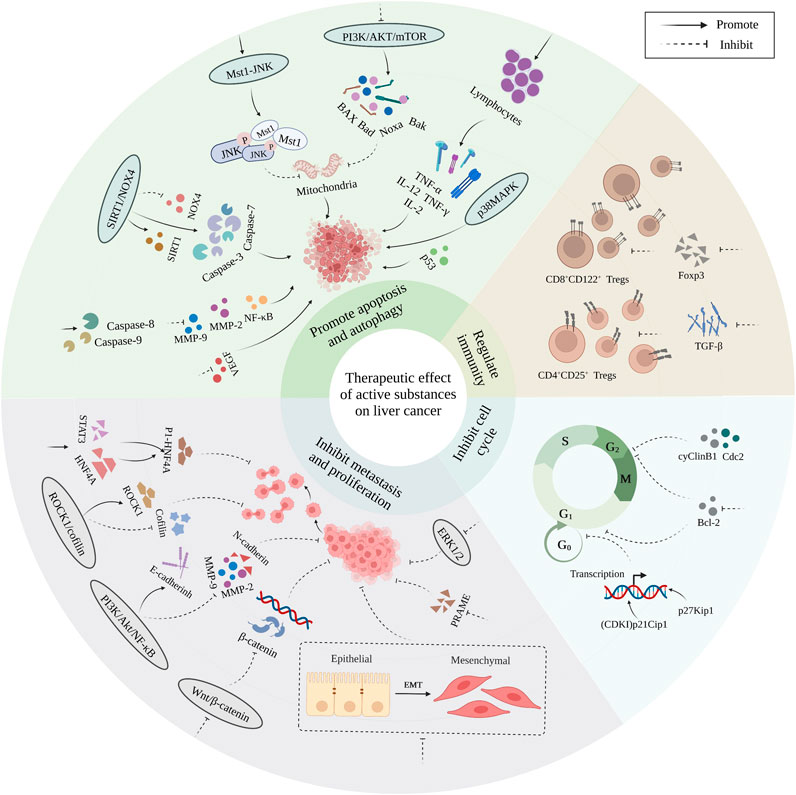 Frontiers | The Pathogenesis Of Liver Cancer And The Therapeutic ...