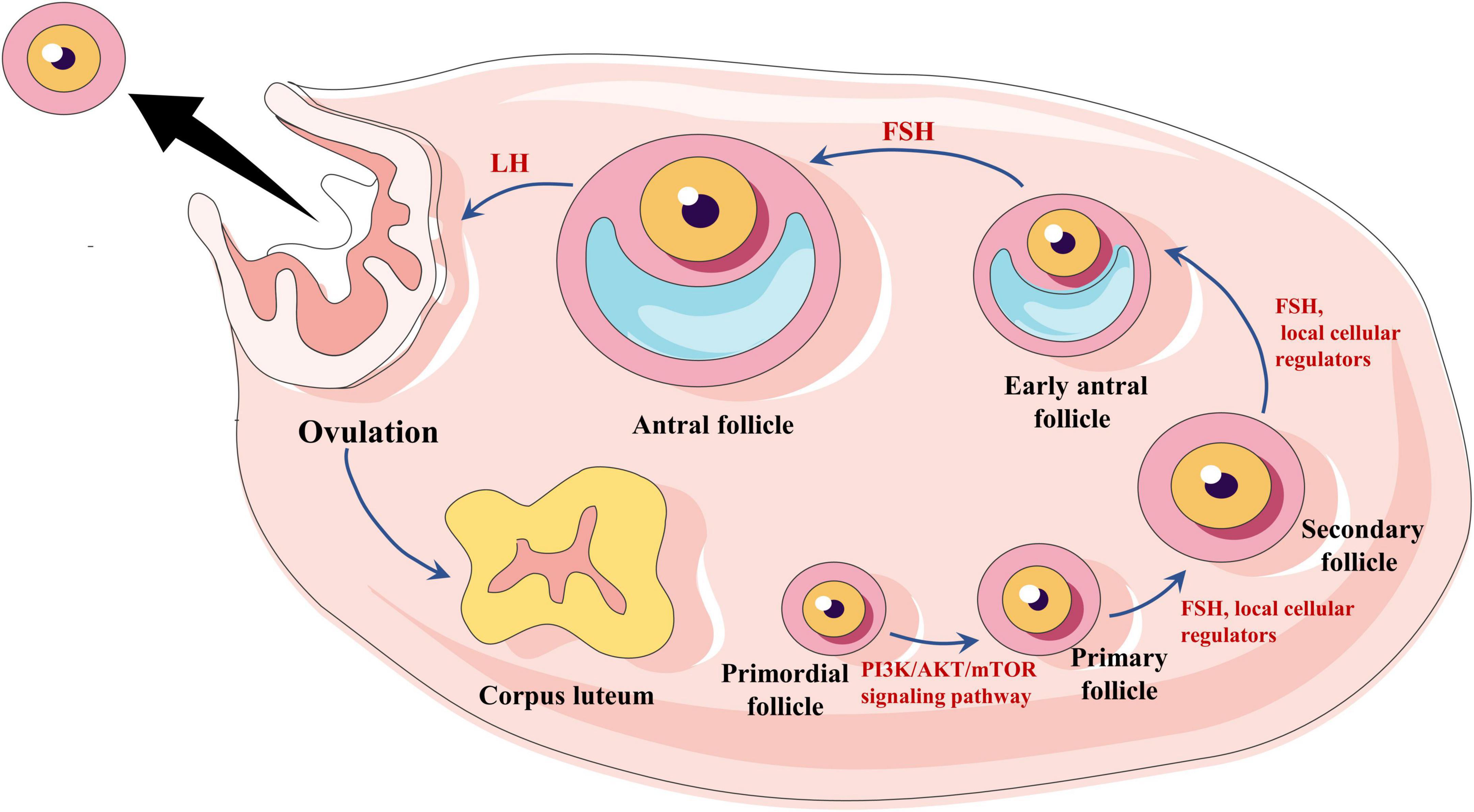 Frontiers Resistant Ovary Syndrome Pathogenesis And Management 