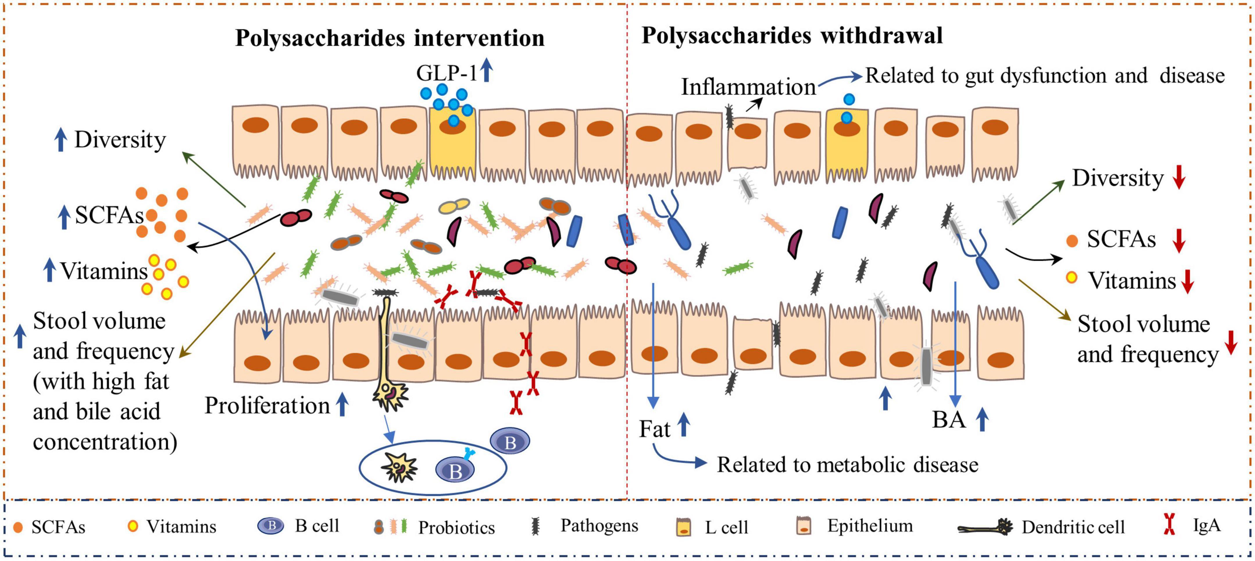 Frontiers | Polysaccharides influence human health via microbiota ...