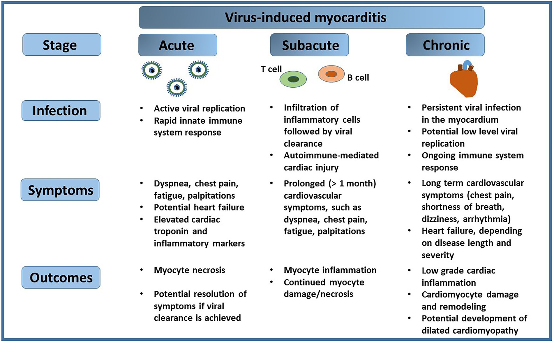 Frontiers Persistent Viral Infections And Their Role In Heart Disease