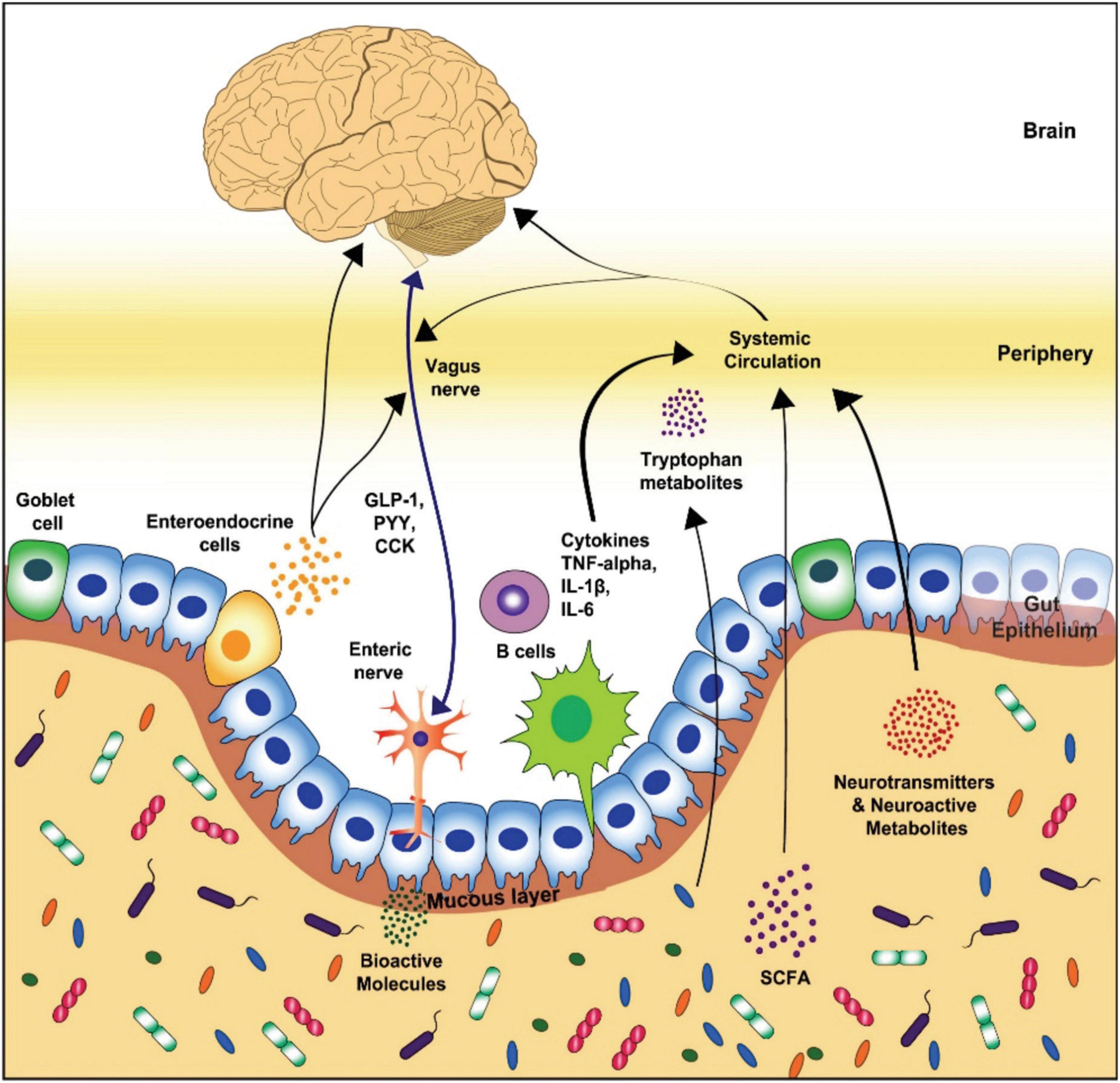 Frontiers The Interplay Between The Gut Brain Axis And The Microbiome