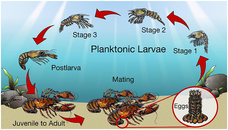 图1——一个美国龙虾的生命周期。