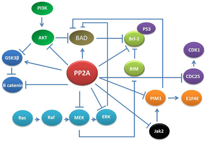 Pi3k akt. Формат pp2. ПП Network. Semantic Scholar. Enough в pp2.