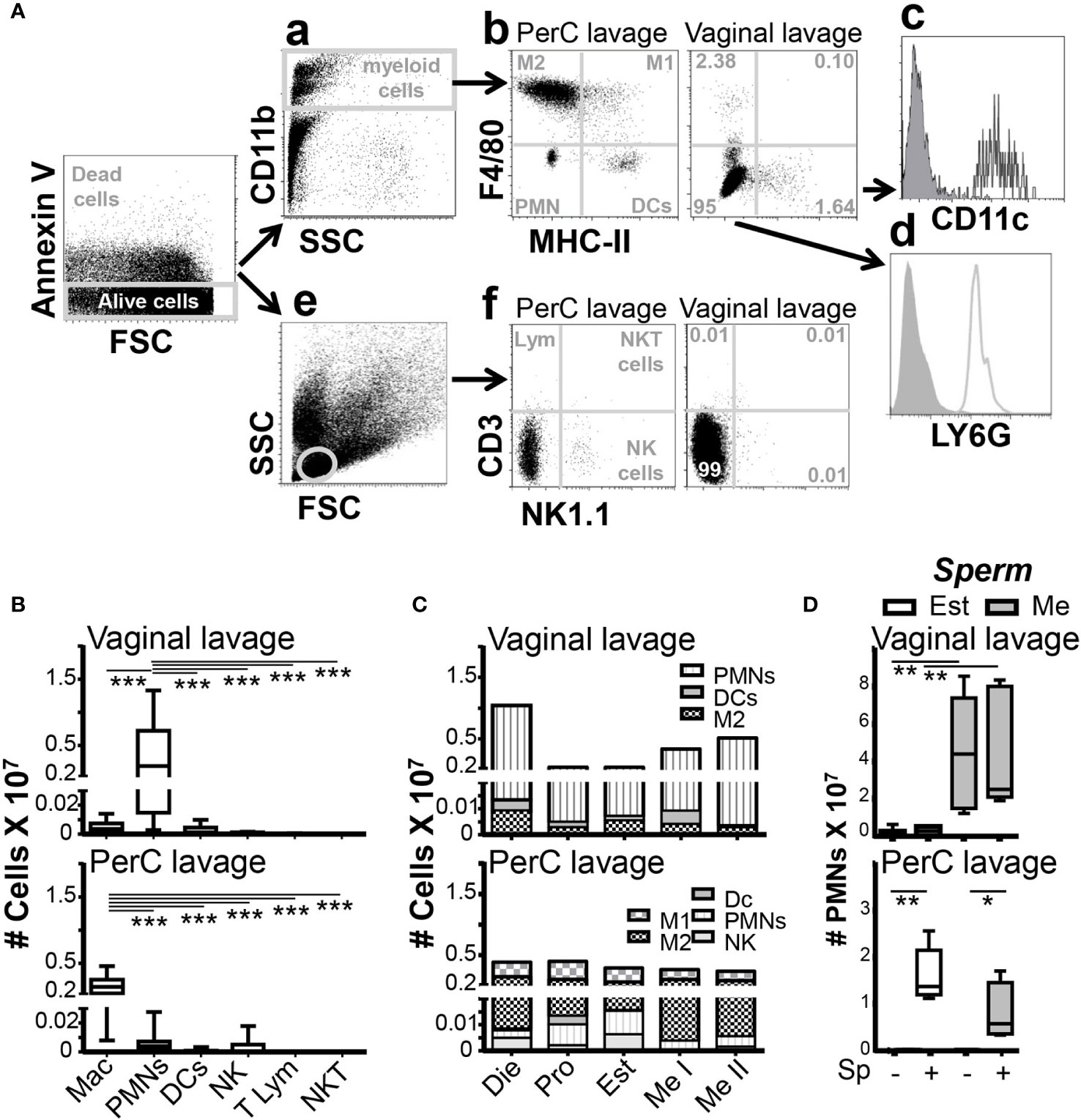 Frontiers | Vaginal neutrophil infiltration is contingent on ovarian cycle  phase and independent of pathogen infection