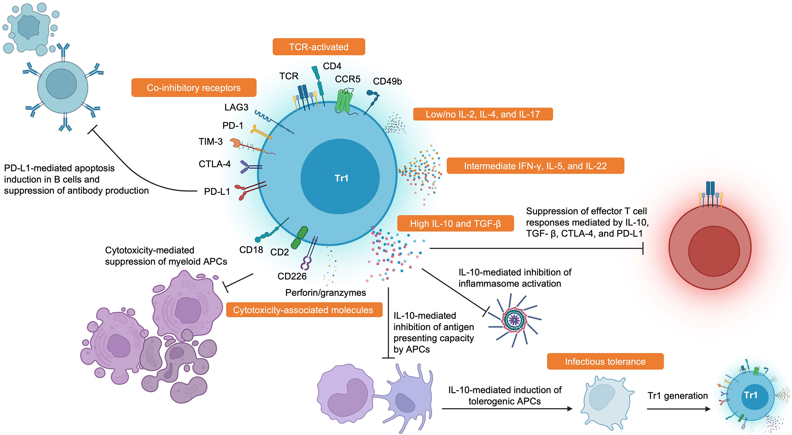 Frontiers | Type 1 Regulatory T Cell-mediated Tolerance In Health And ...