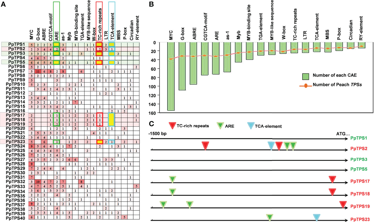 Frontiers Genome wide analysis of terpene synthase gene family