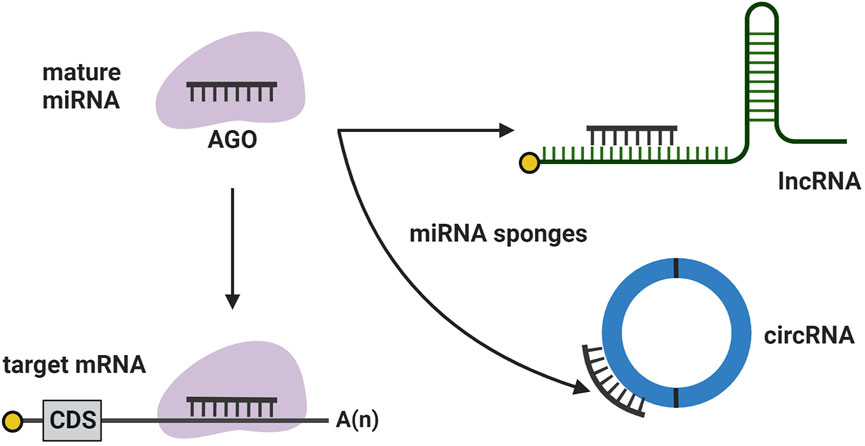 Frontiers | Noncoding RNAs As A Novel Approach To Target Retinopathy Of ...