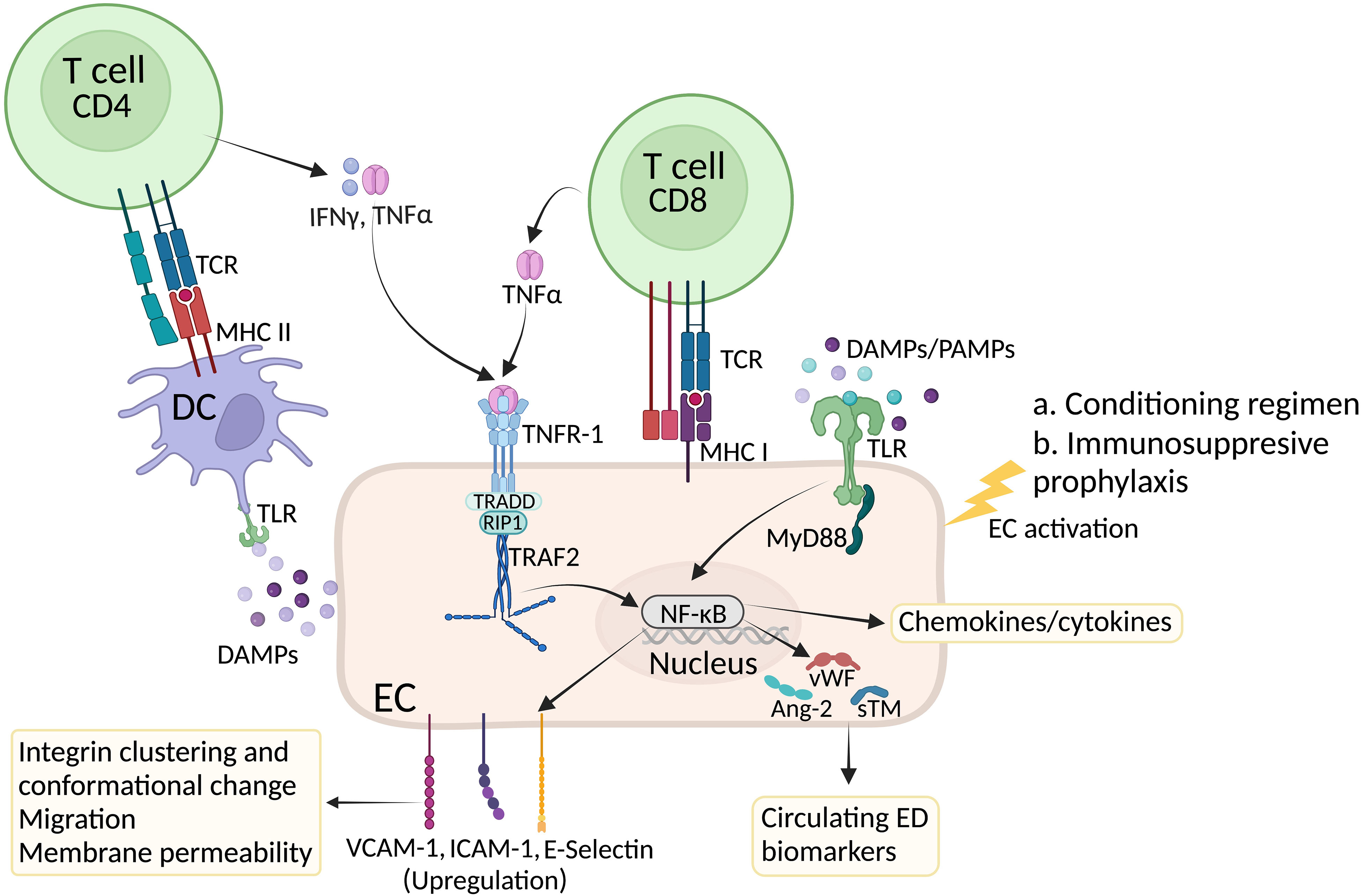 Frontiers | Role Of Endothelial Cells In Graft-versus-host Disease