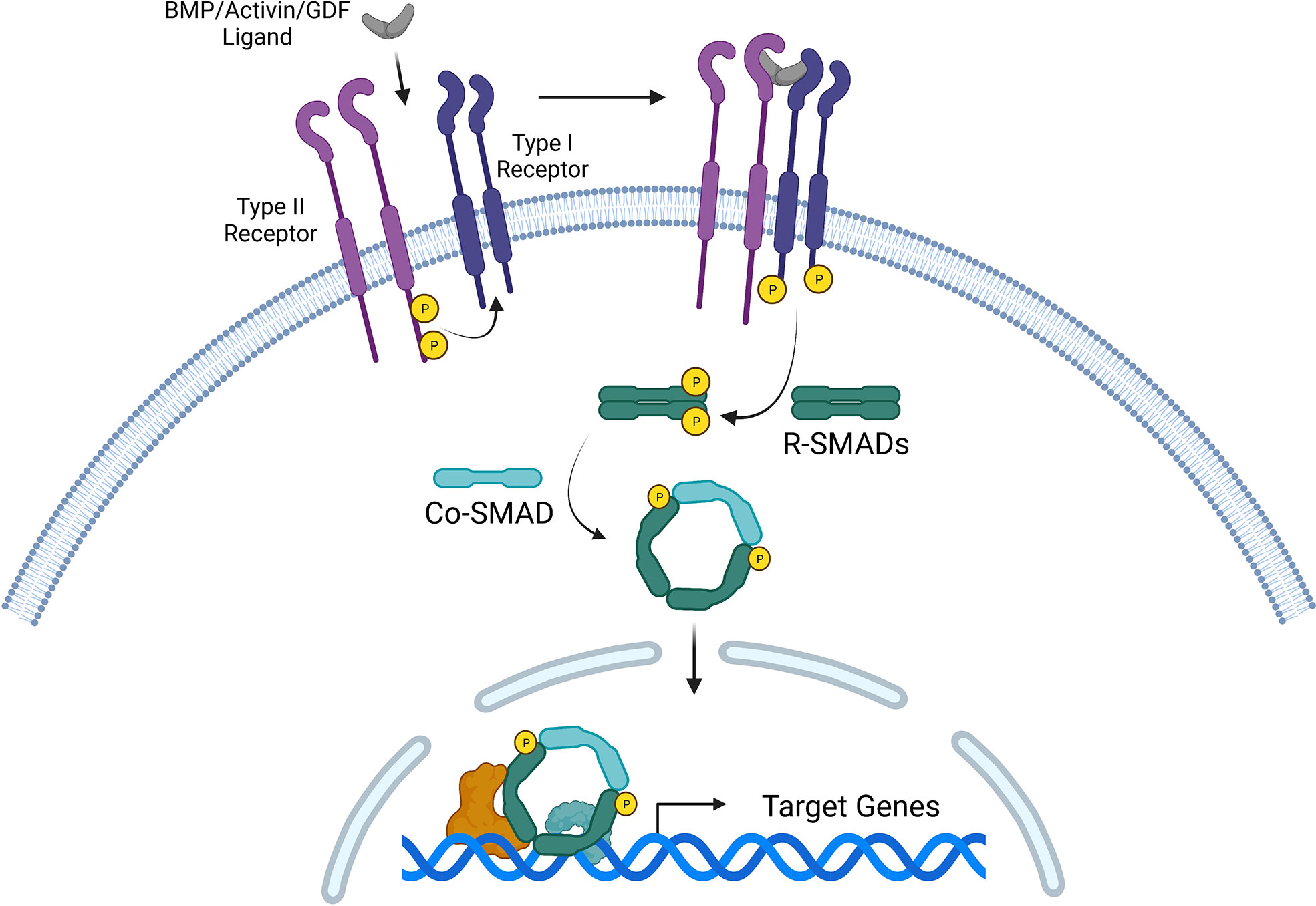 Frontiers | Bone Morphogenetic Proteins, Activins, And Growth And ...