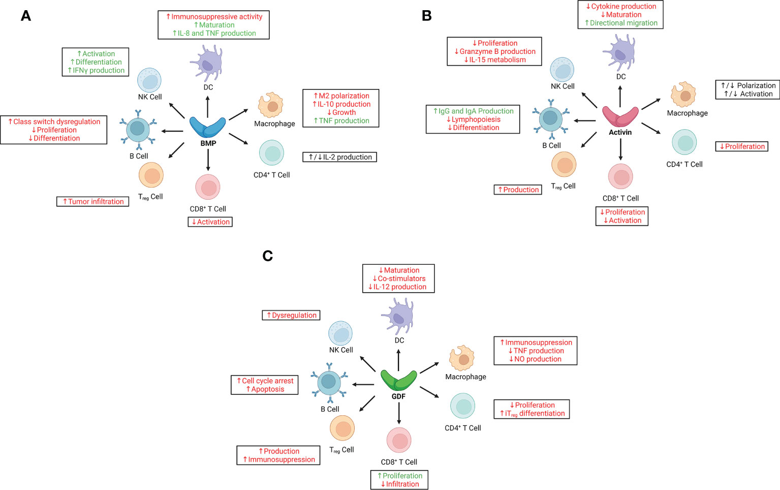 Frontiers | Bone Morphogenetic Proteins, Activins, And Growth And ...