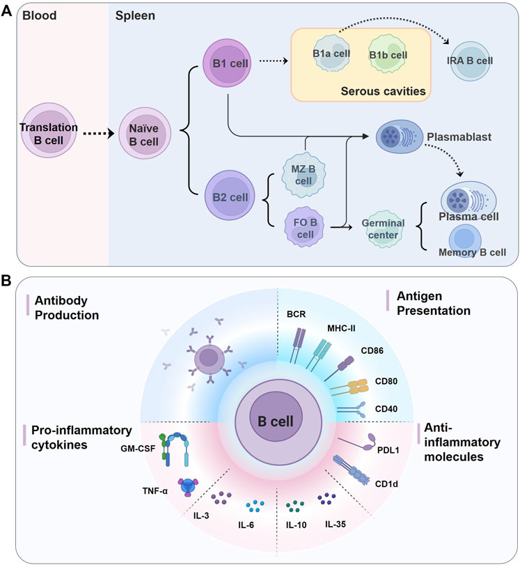 Frontiers | The Emerging Roles And Therapeutic Potential Of B Cells In ...