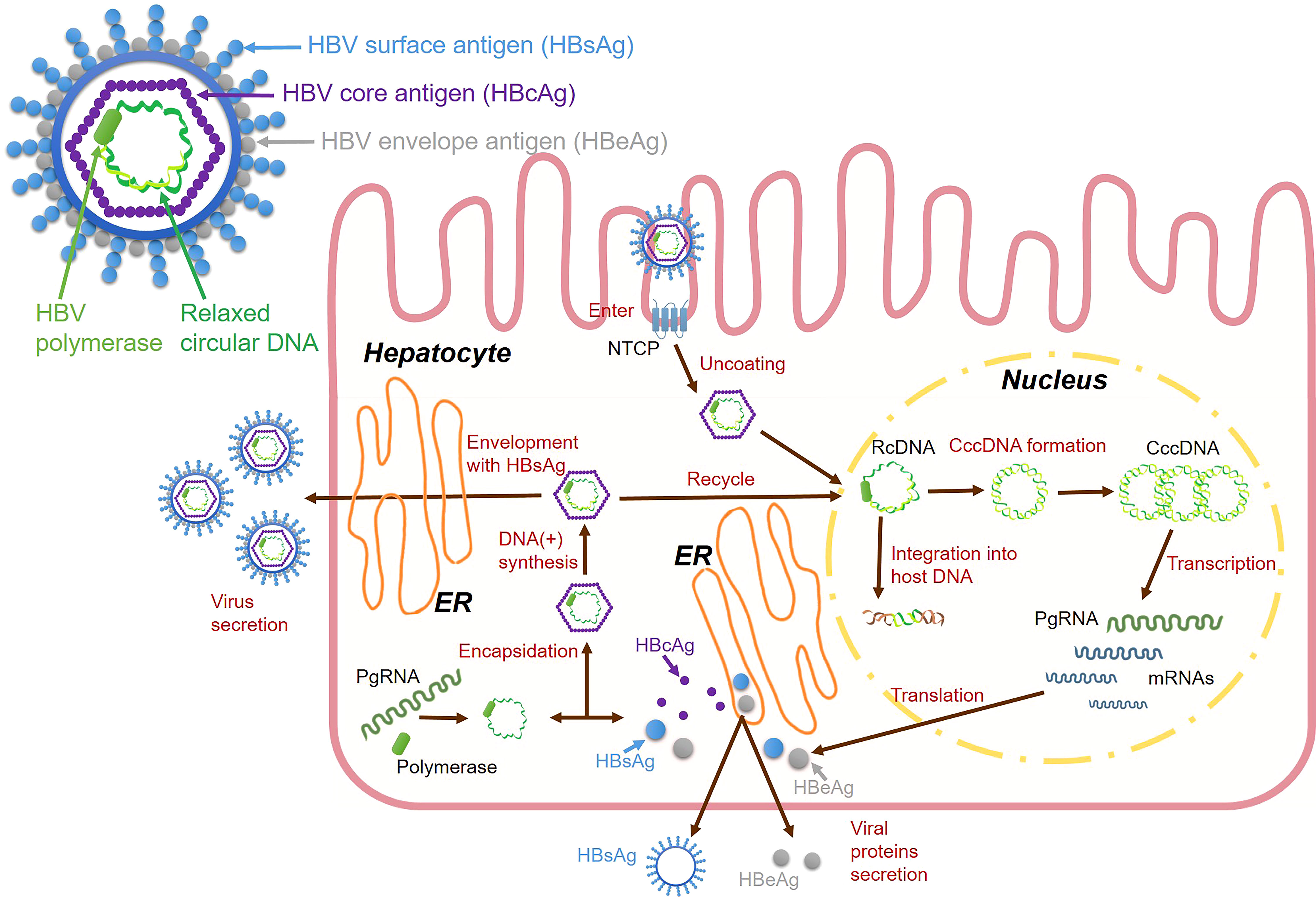 Frontiers Interferon And Interferon stimulated Genes In HBV Treatment